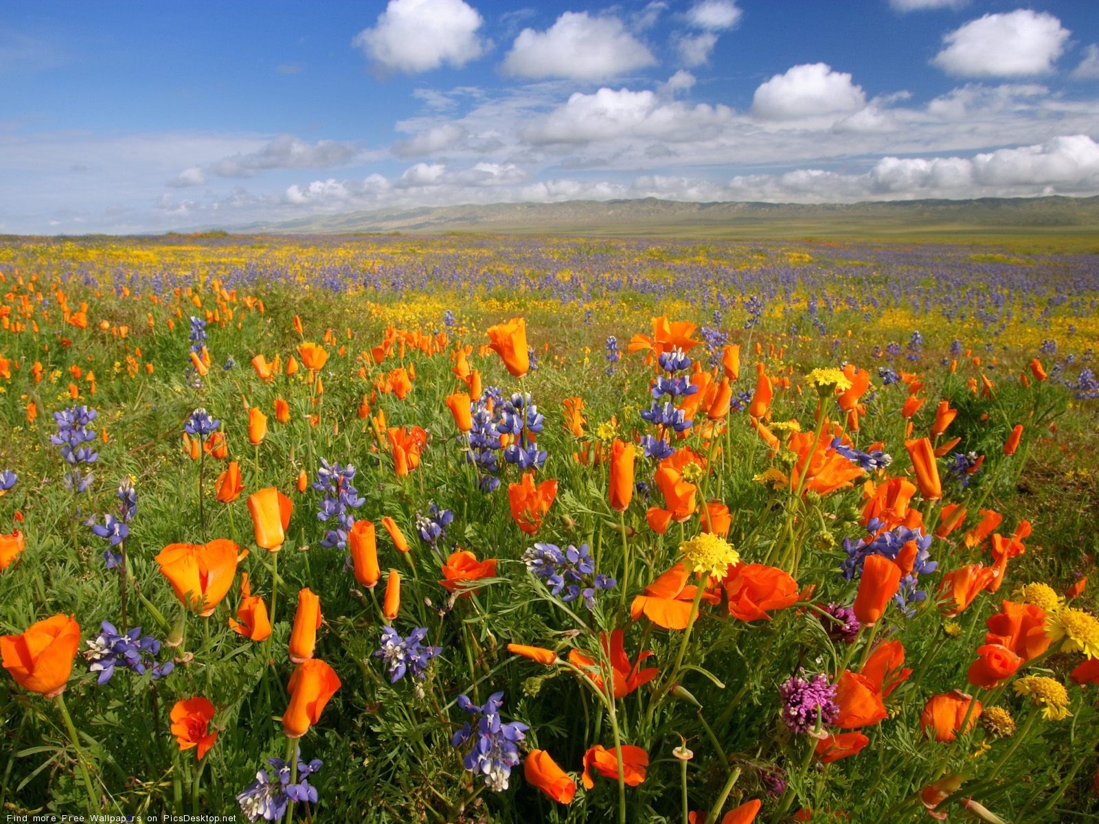 Free download wallpaper Plants, Flowers, Poppies, Landscape, Fields on your PC desktop