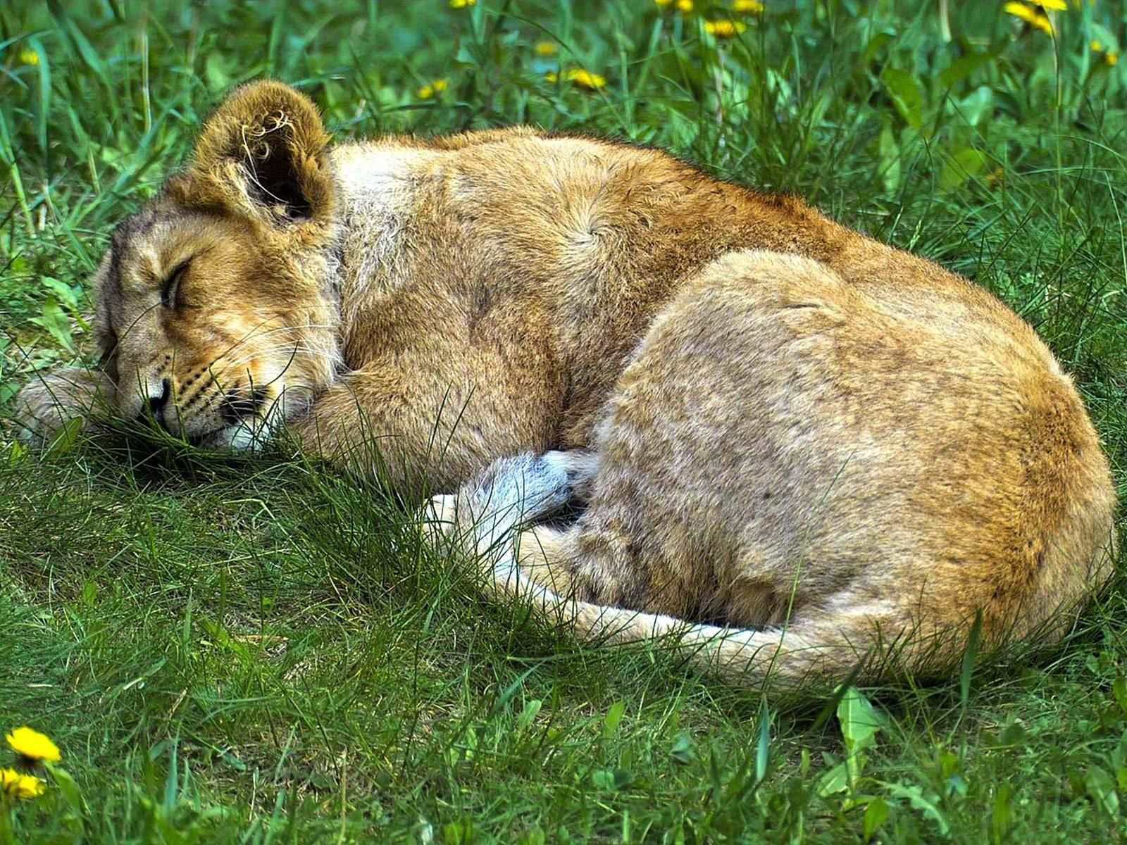 Laden Sie das Tiere, Katzen, Löwe-Bild kostenlos auf Ihren PC-Desktop herunter