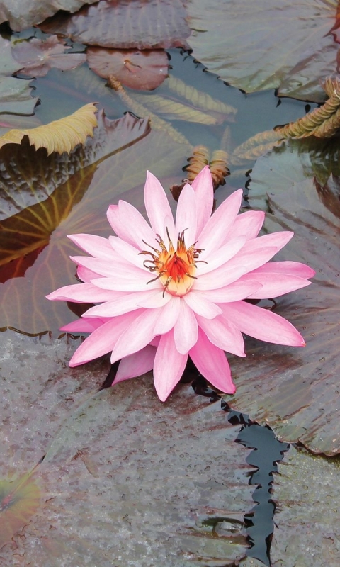 Download mobile wallpaper Flowers, Earth, Water Lily for free.