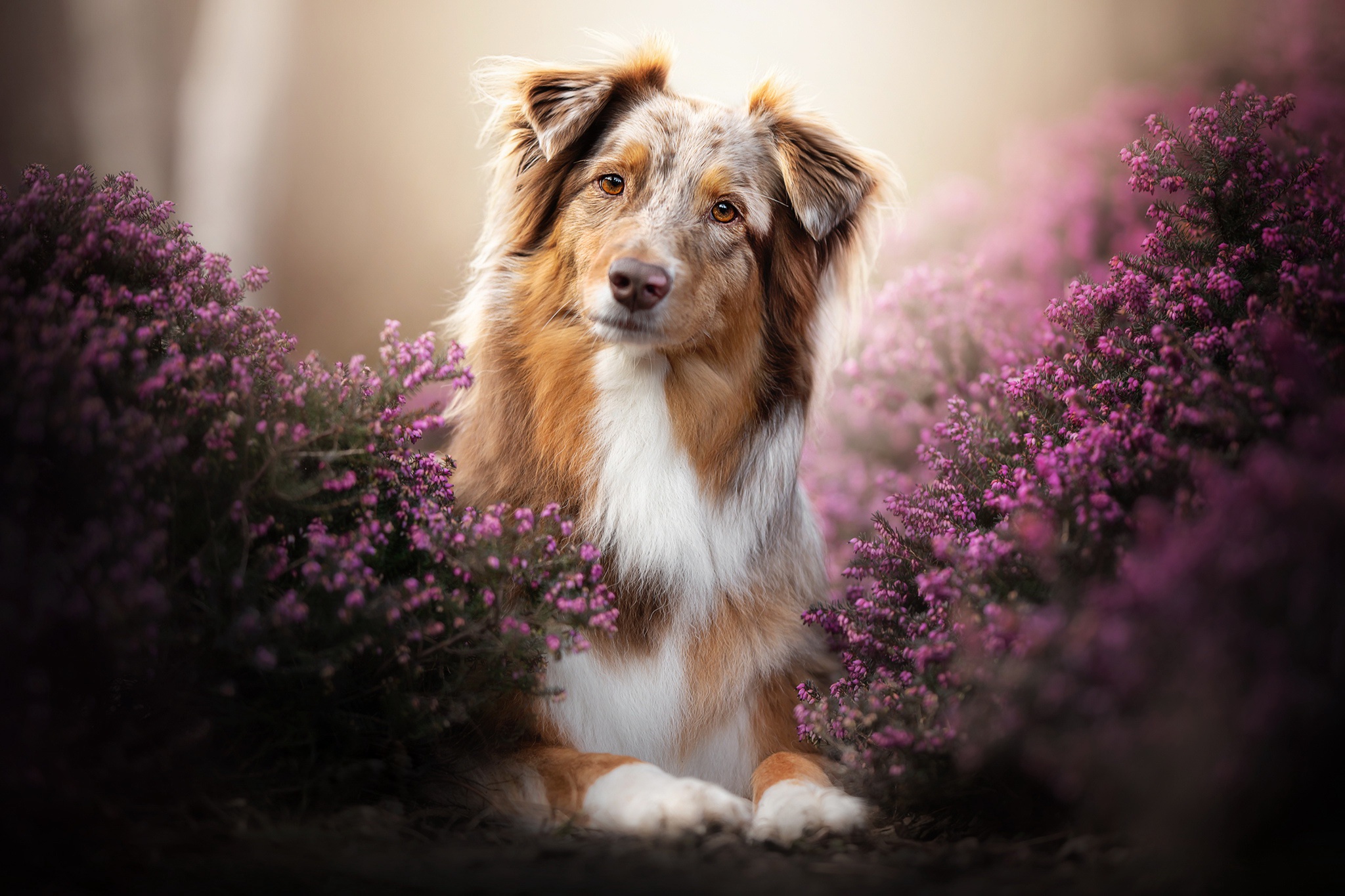 Handy-Wallpaper Tiere, Hunde, Hund, Australischer Hirte, Lavendel, Pinke Blume kostenlos herunterladen.