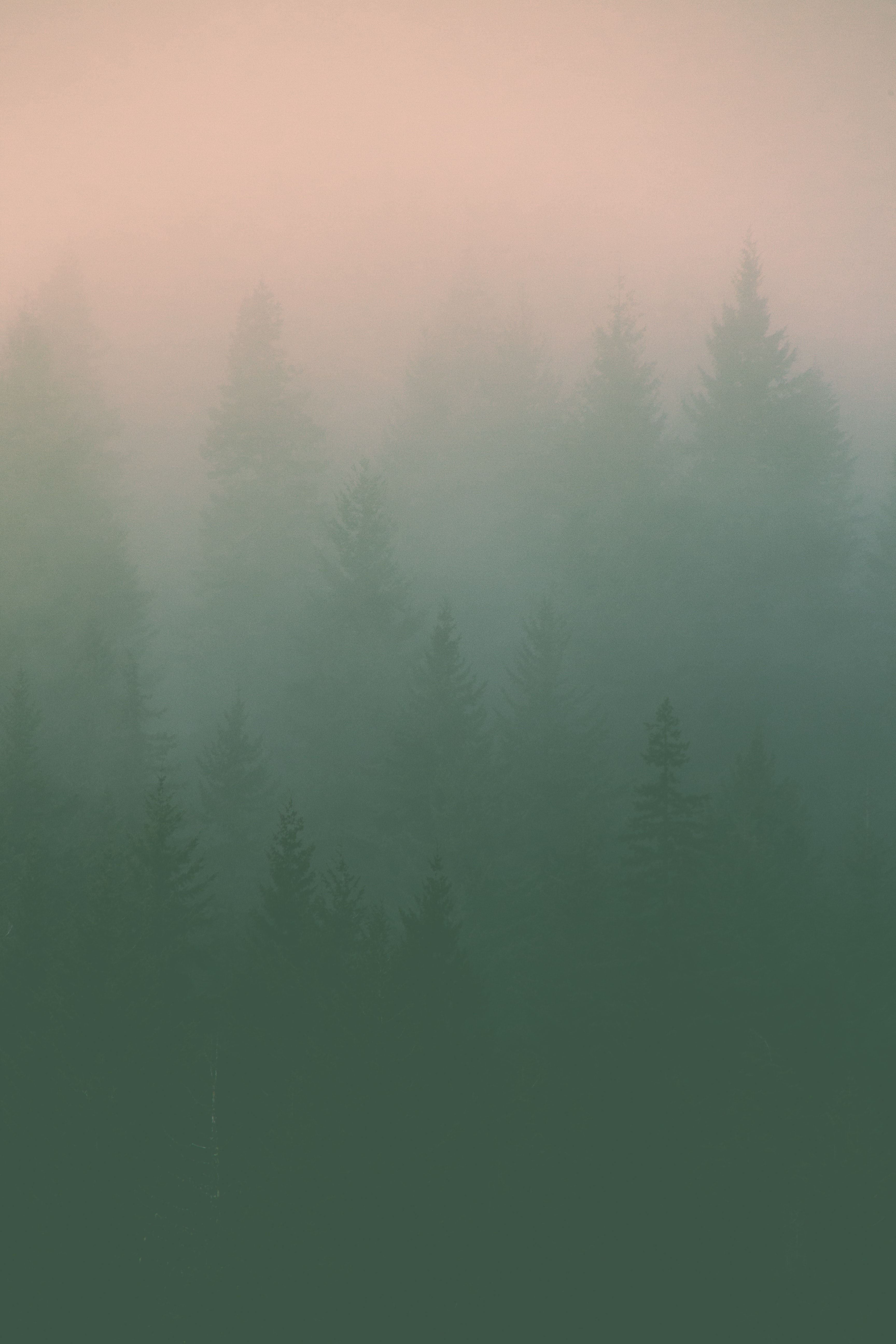 New Lock Screen Wallpapers nature, trees, fog, silhouettes, haze