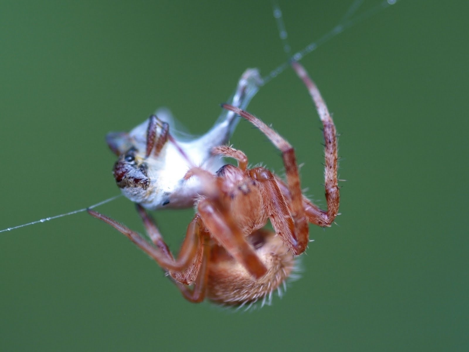 Download mobile wallpaper Spiders, Spider, Animal for free.