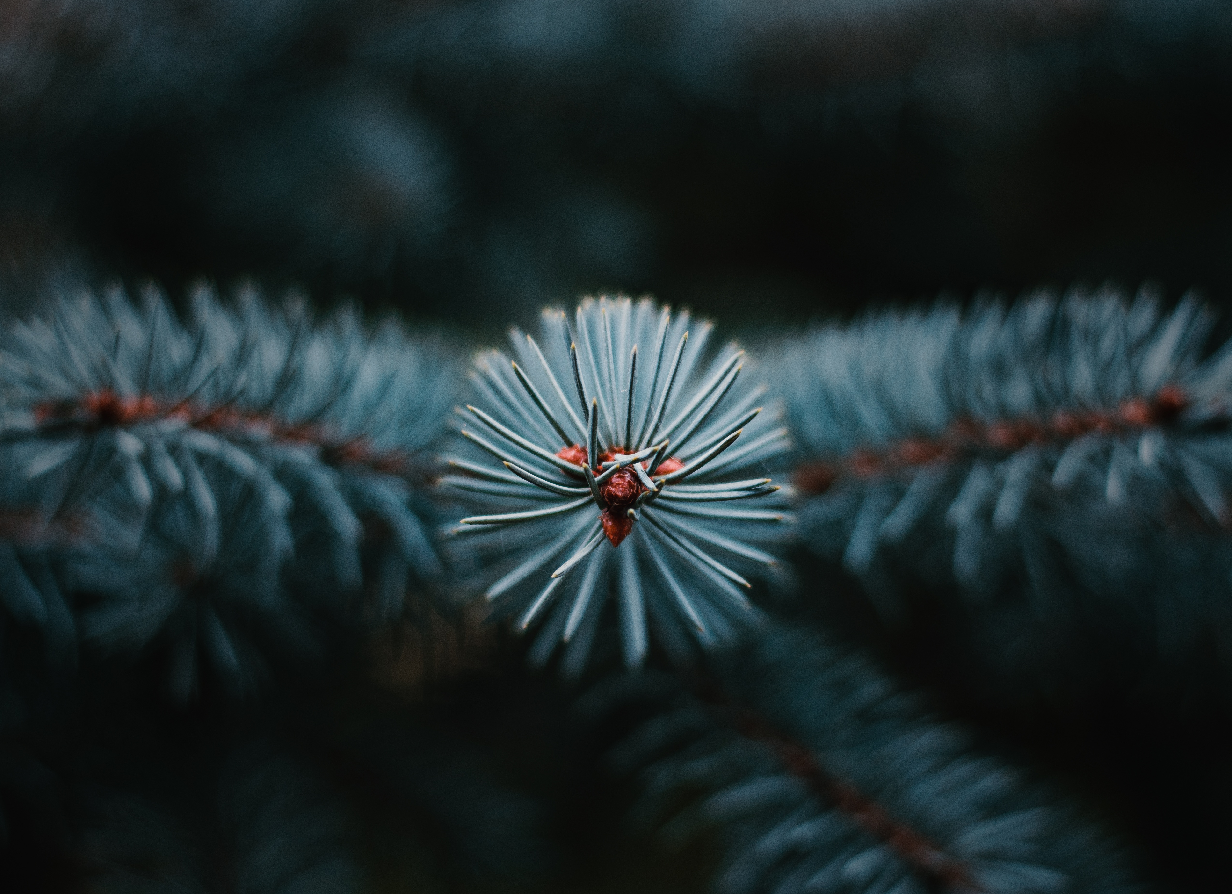 Download mobile wallpaper Needle, Evergreen, Branch, Christmas Tree, Macro for free.