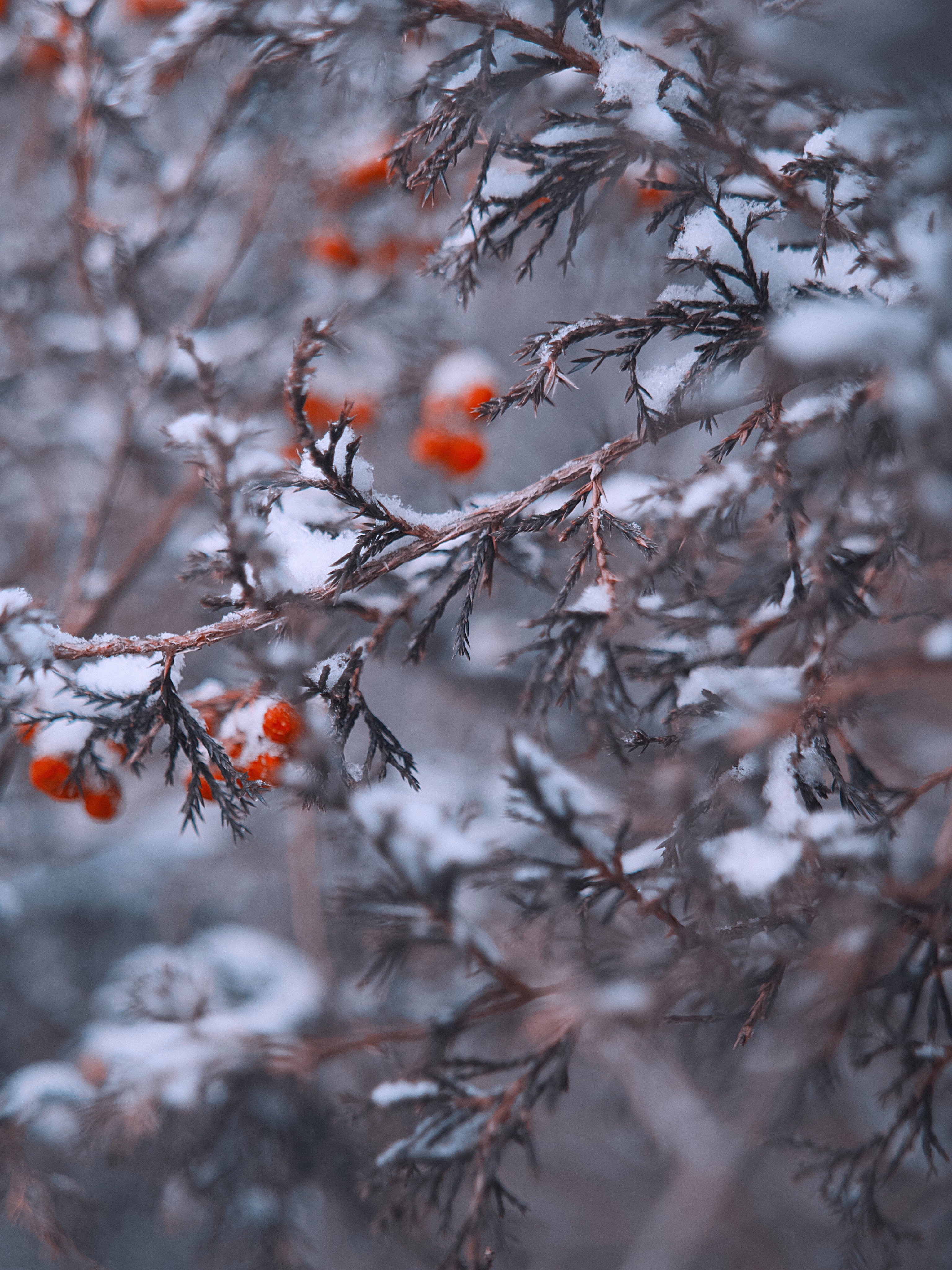 Free download wallpaper Branches, Berries, Snow, Macro on your PC desktop