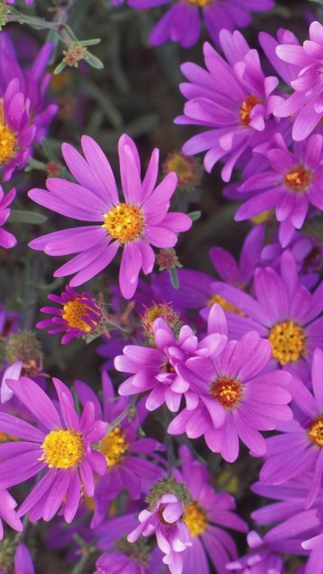 無料モバイル壁紙自然, フラワーズ, 花, 閉じる, 地球, デイジー, 紫色の花をダウンロードします。