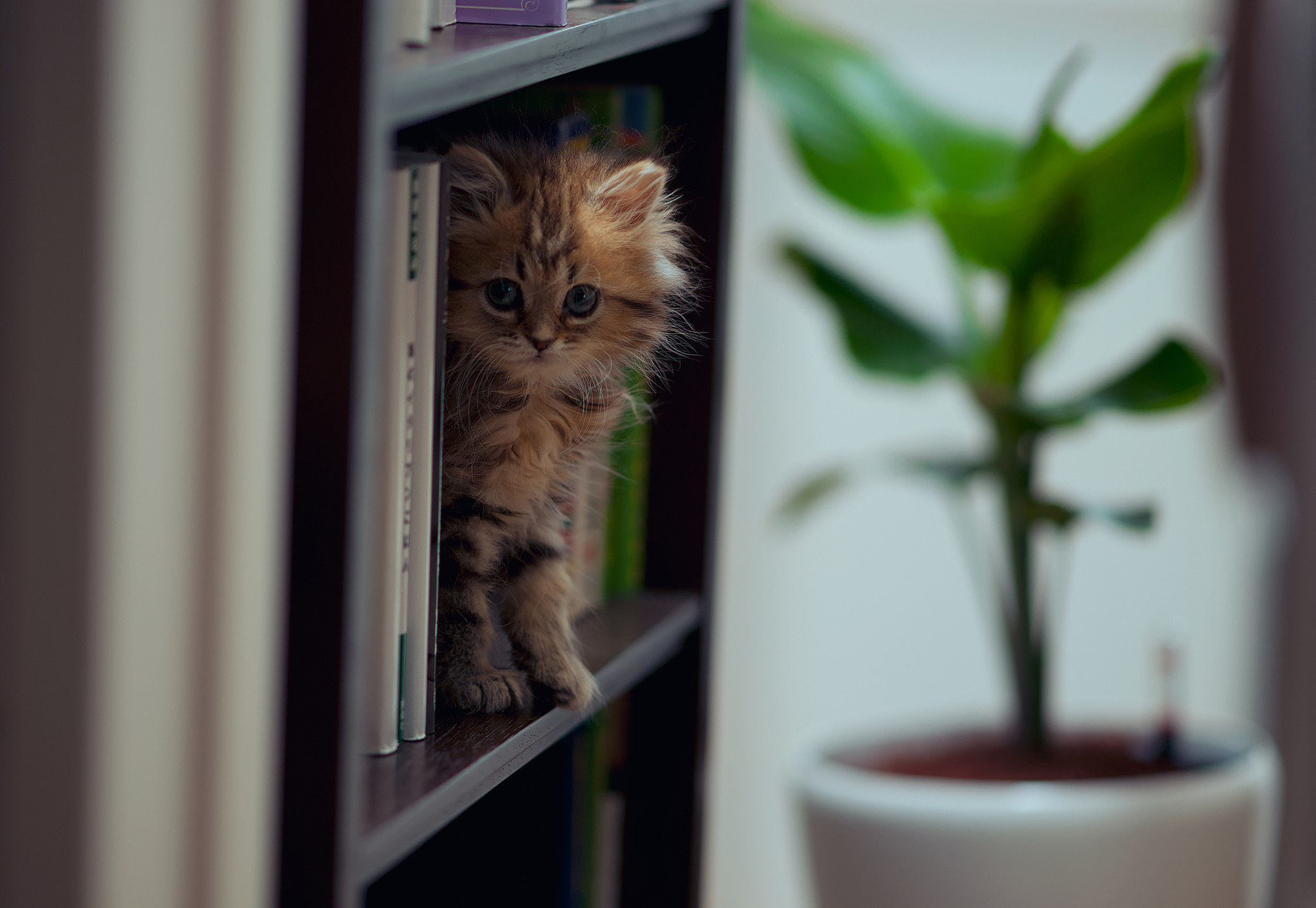 無料モバイル壁紙子猫, ネコ, 猫, 動物, 可愛いをダウンロードします。