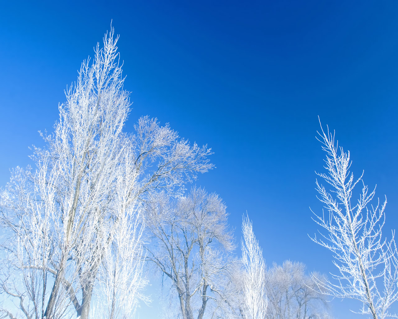 Descarga gratuita de fondo de pantalla para móvil de Invierno, Nieve, Árbol, Tierra/naturaleza.