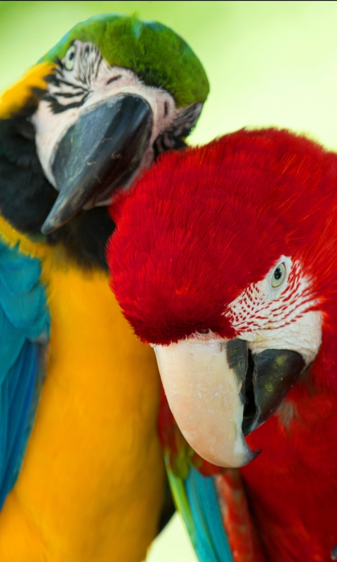 Descarga gratuita de fondo de pantalla para móvil de Animales, Guacamayo, Aves.