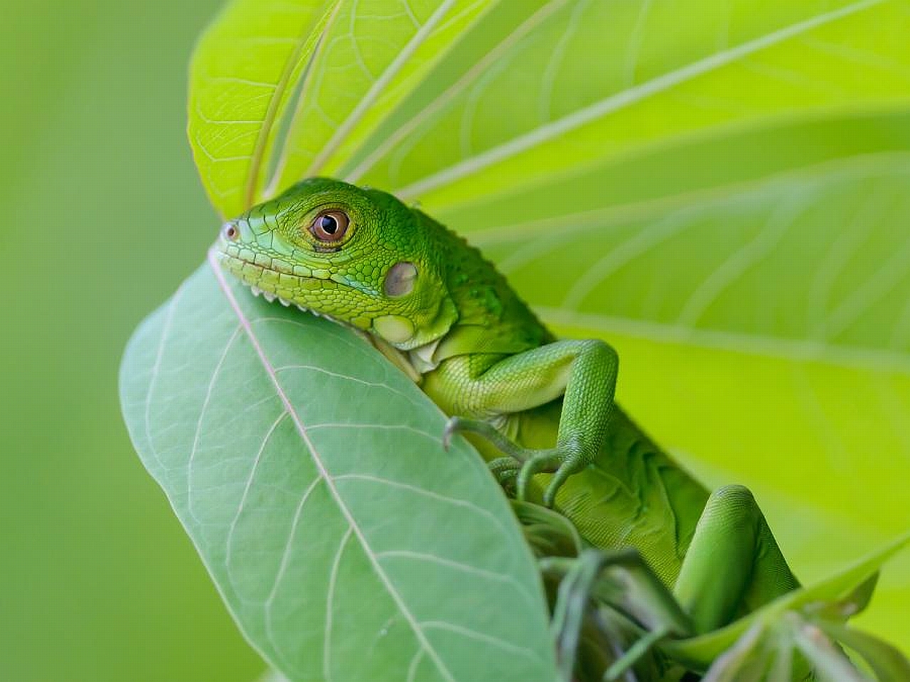 Free download wallpaper Animal, Lizard on your PC desktop