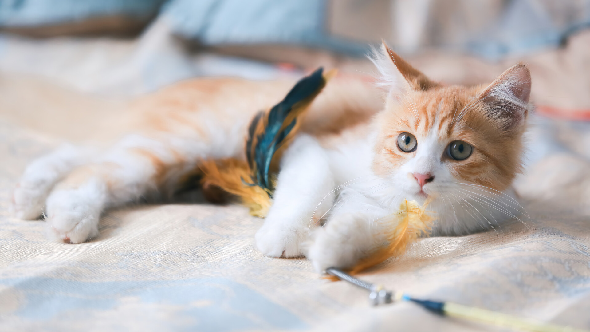 Baixe gratuitamente a imagem Animais, Gatos, Gato na área de trabalho do seu PC