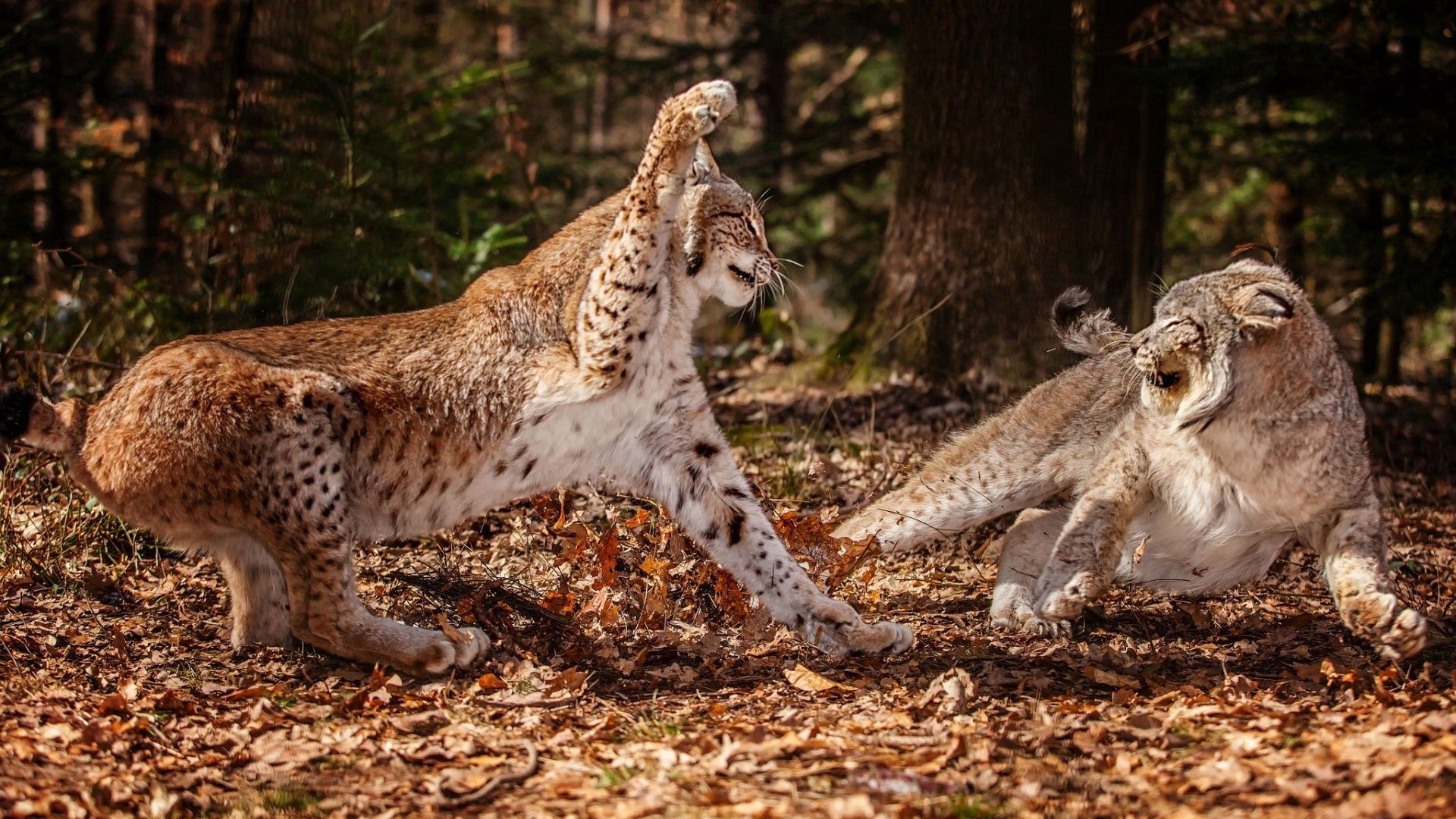 animals, grass, leaves, fight, snow leopards