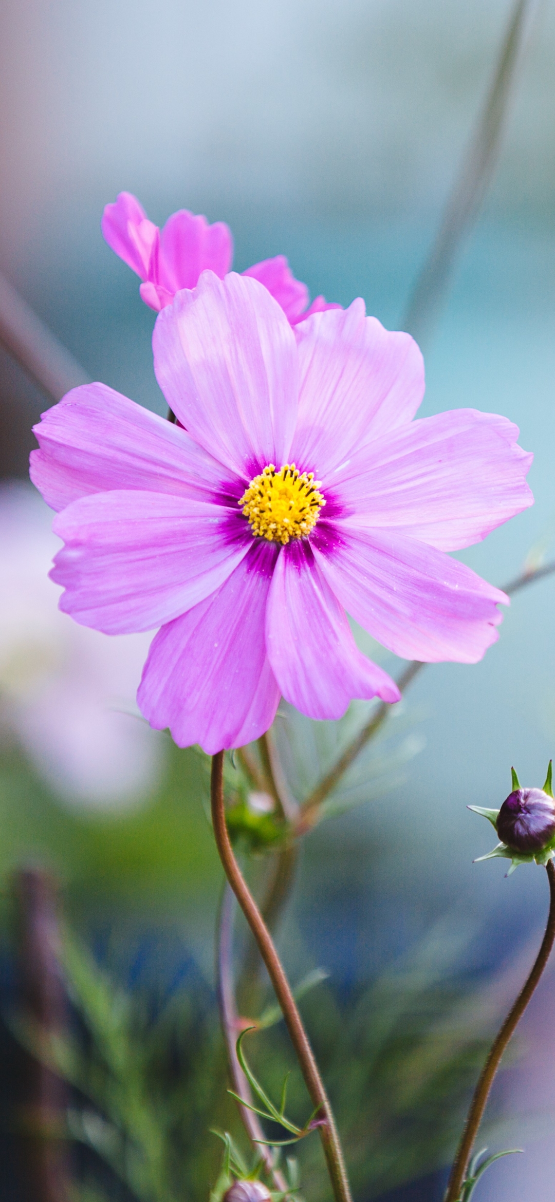 Handy-Wallpaper Blumen, Blume, Nahansicht, Erde/natur kostenlos herunterladen.