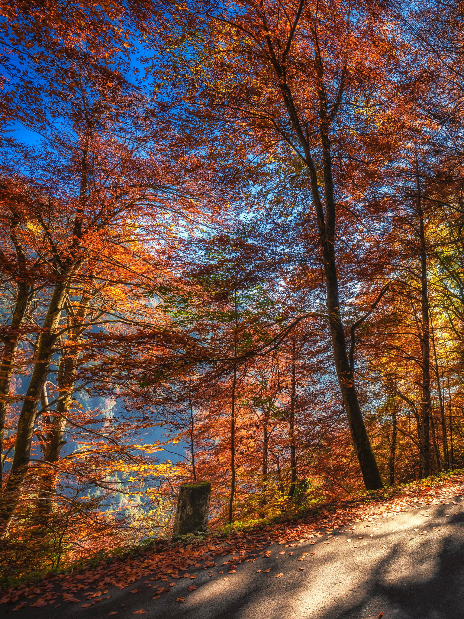 Download mobile wallpaper Nature, Road, Forest, Tree, Fall, Hdr, Sunny, Man Made for free.
