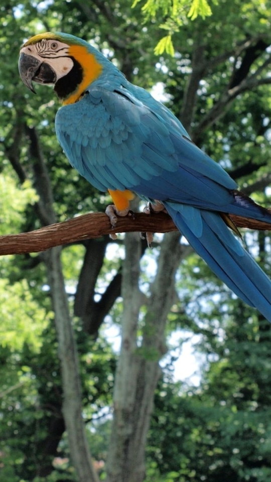 無料モバイル壁紙動物, 鳥, オウム, 青と黄色のコンゴウインコをダウンロードします。
