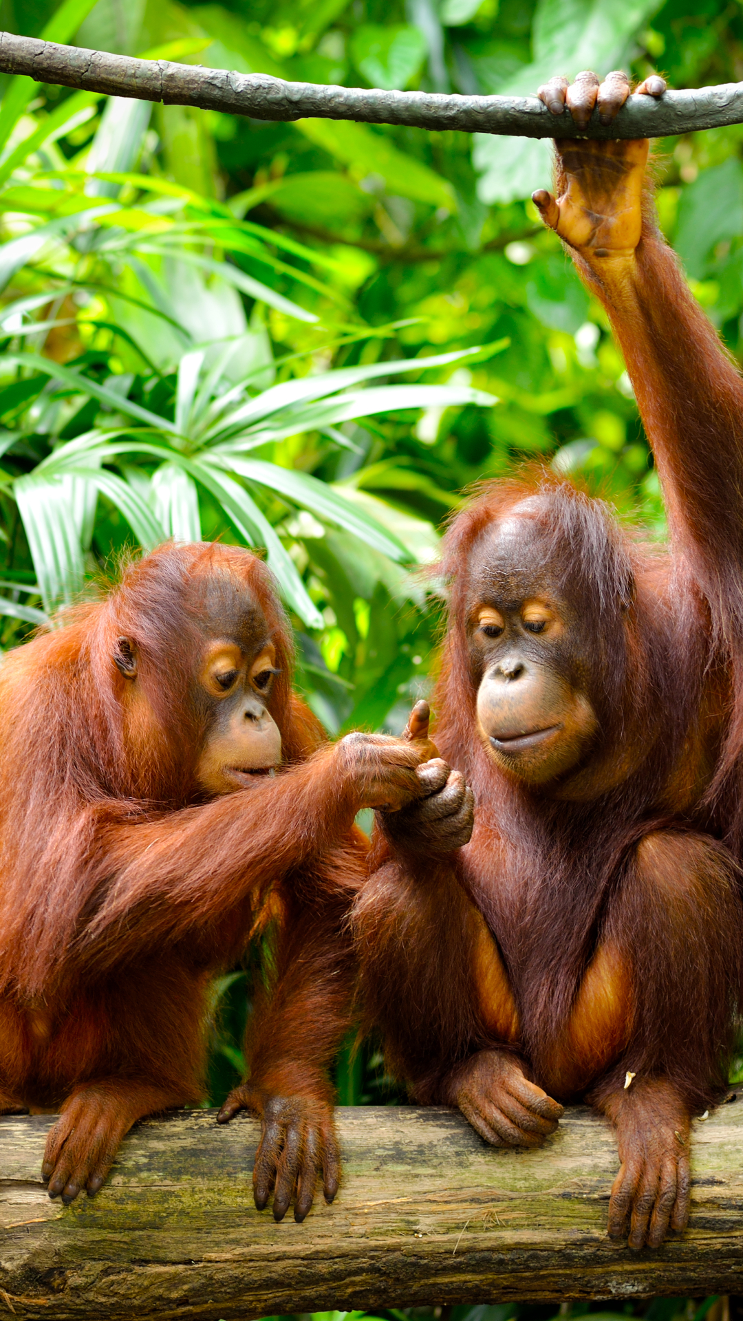 Download mobile wallpaper Monkeys, Monkey, Animal, Primate, Orangutan for free.