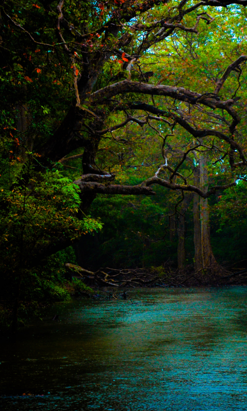 Handy-Wallpaper Wald, Fluss, Erde/natur kostenlos herunterladen.