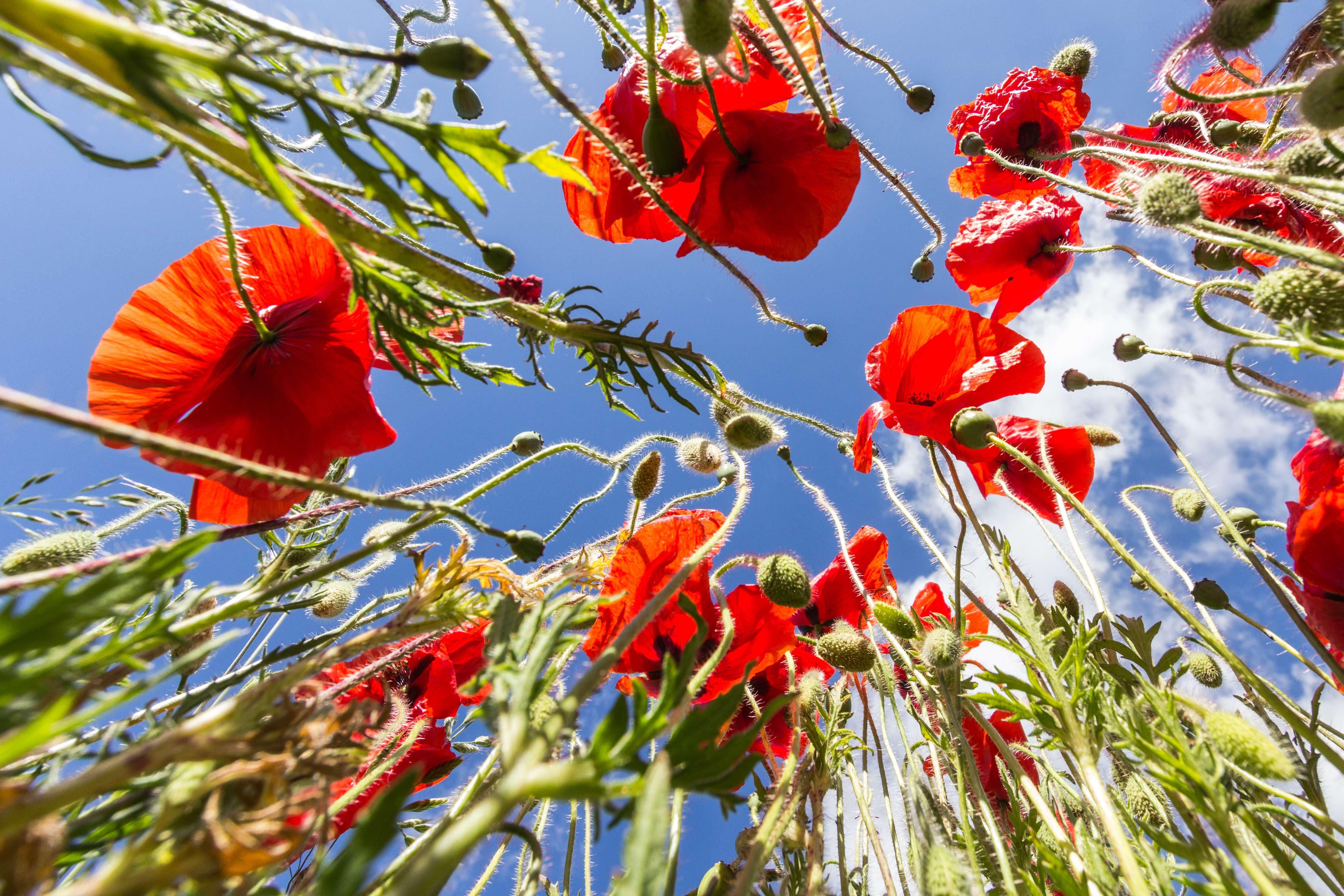 Laden Sie das Natur, Blumen, Mohn, Sommer, Blume, Himmel, Rote Blume, Erde/natur-Bild kostenlos auf Ihren PC-Desktop herunter