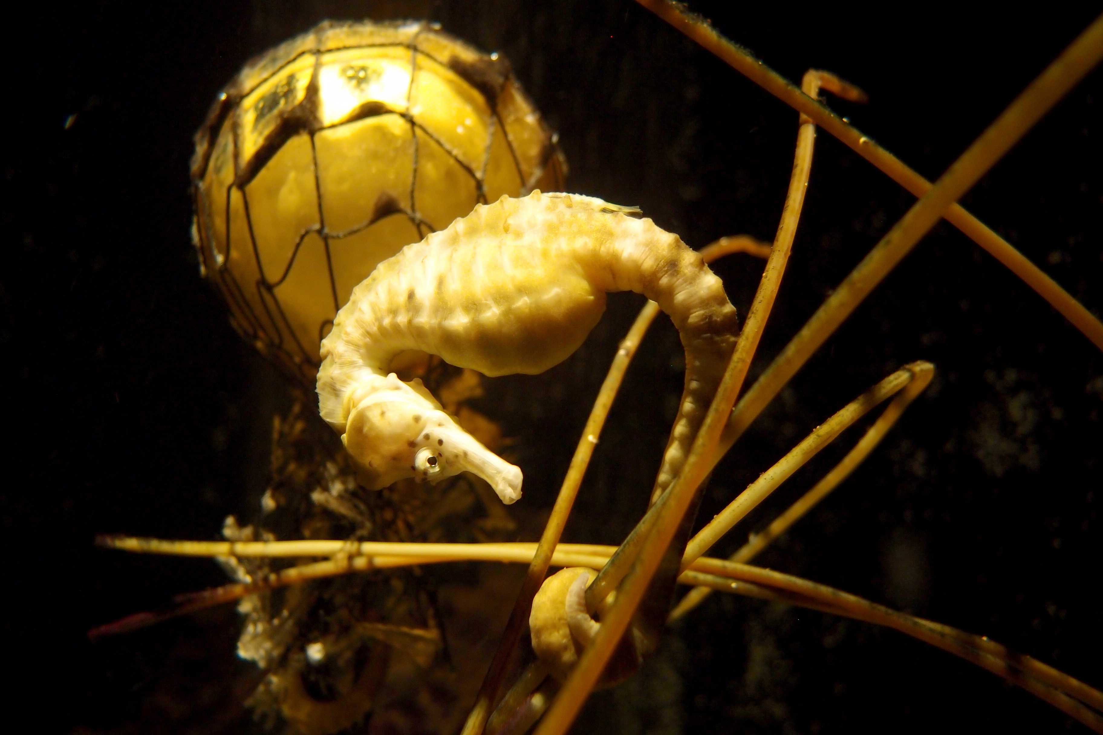 animal, seahorse, sea life, underwater