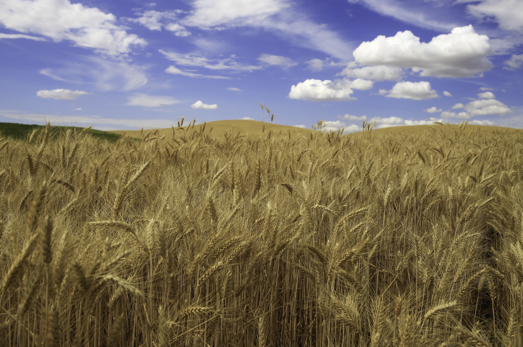 Laden Sie das Natur, Sommer, Weizen, Feld, Wolke, Himmel, Erde/natur-Bild kostenlos auf Ihren PC-Desktop herunter