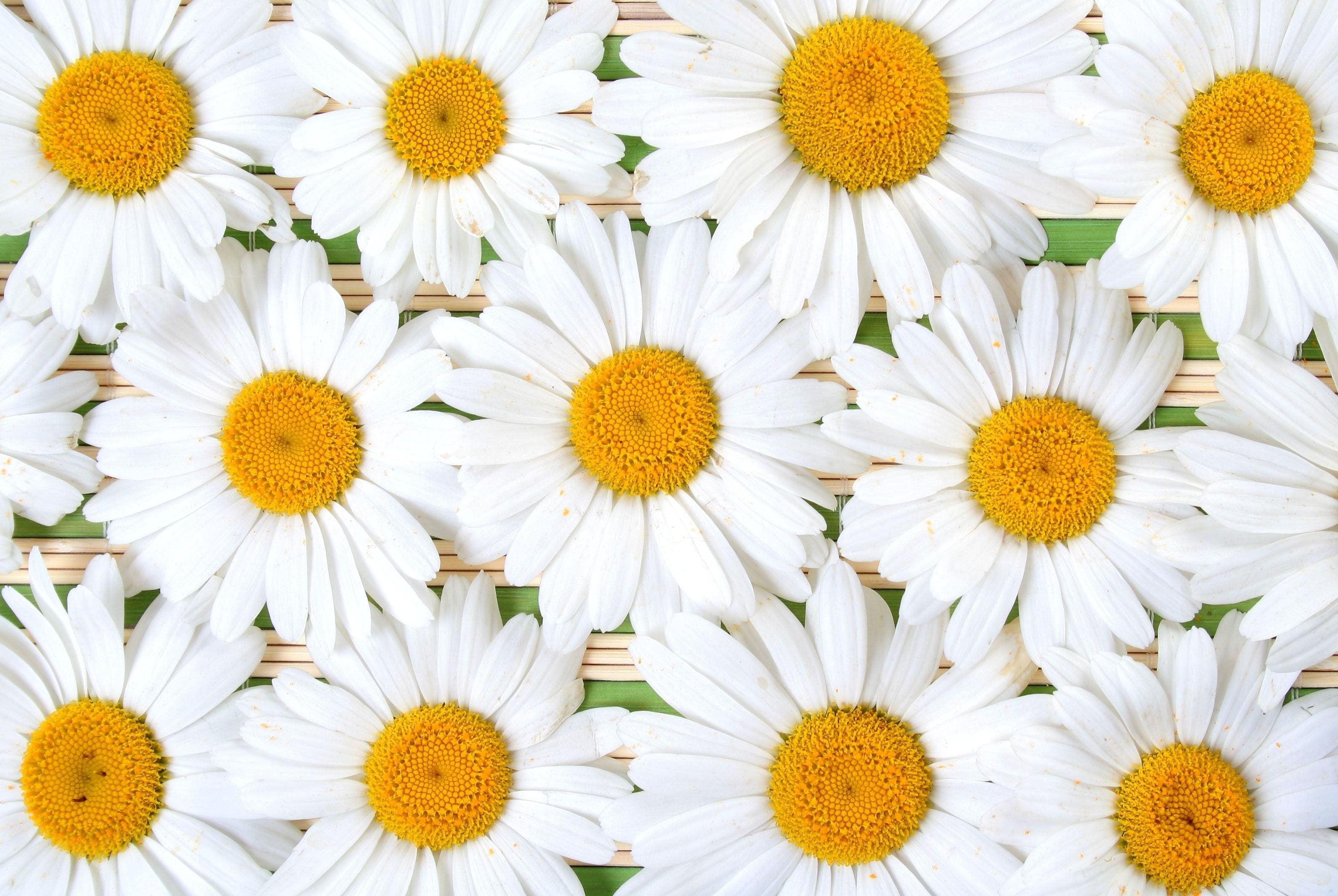 camomile, flowers, white, petals, composition, snow white