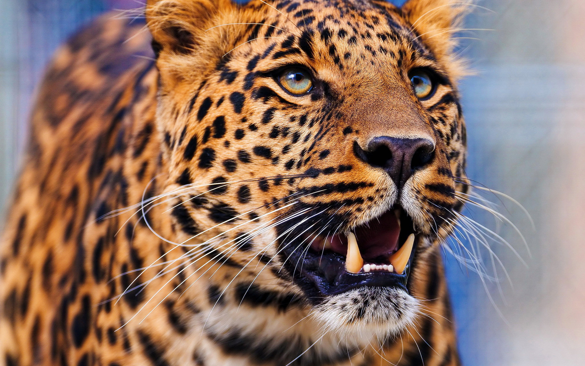 Download mobile wallpaper Leopard, Animal for free.