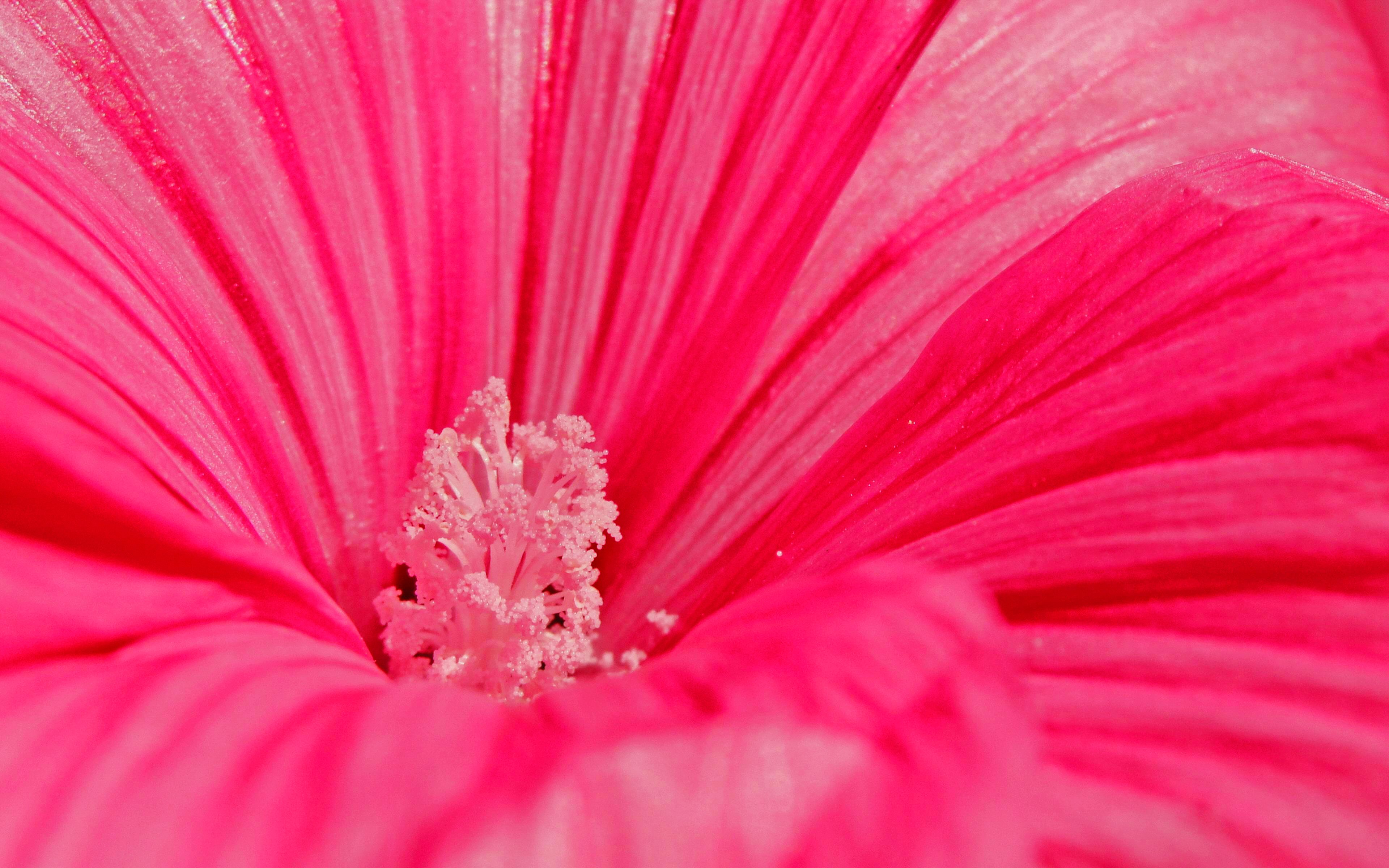 Скачати мобільні шпалери Рожева Квітка, Пелюстка, Флауерзи, Квітка, Земля безкоштовно.