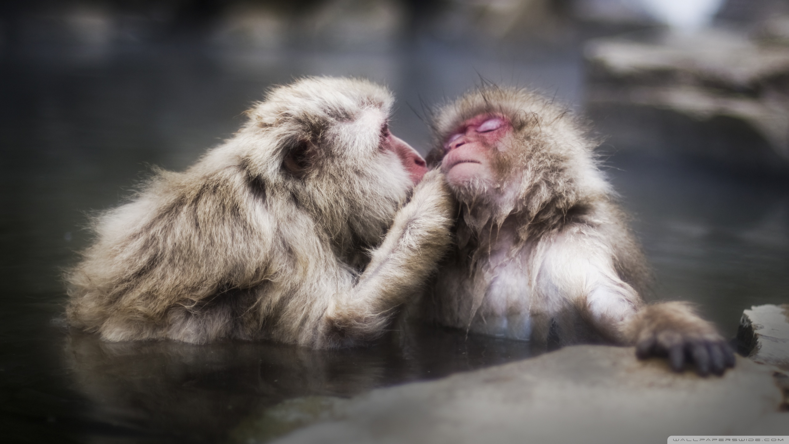 Download mobile wallpaper Monkey, Animal, Japanese Macaque for free.