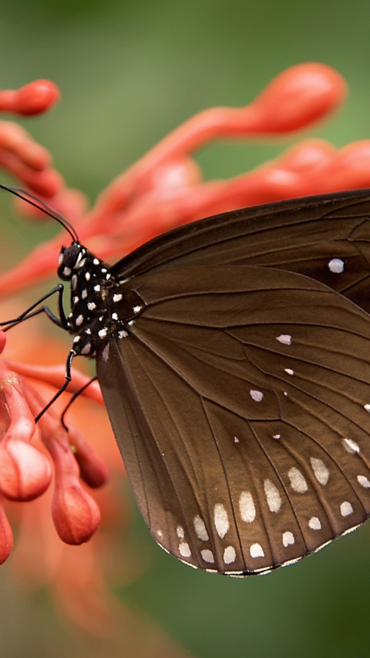 Descarga gratuita de fondo de pantalla para móvil de Animales, Insecto, Mariposa.