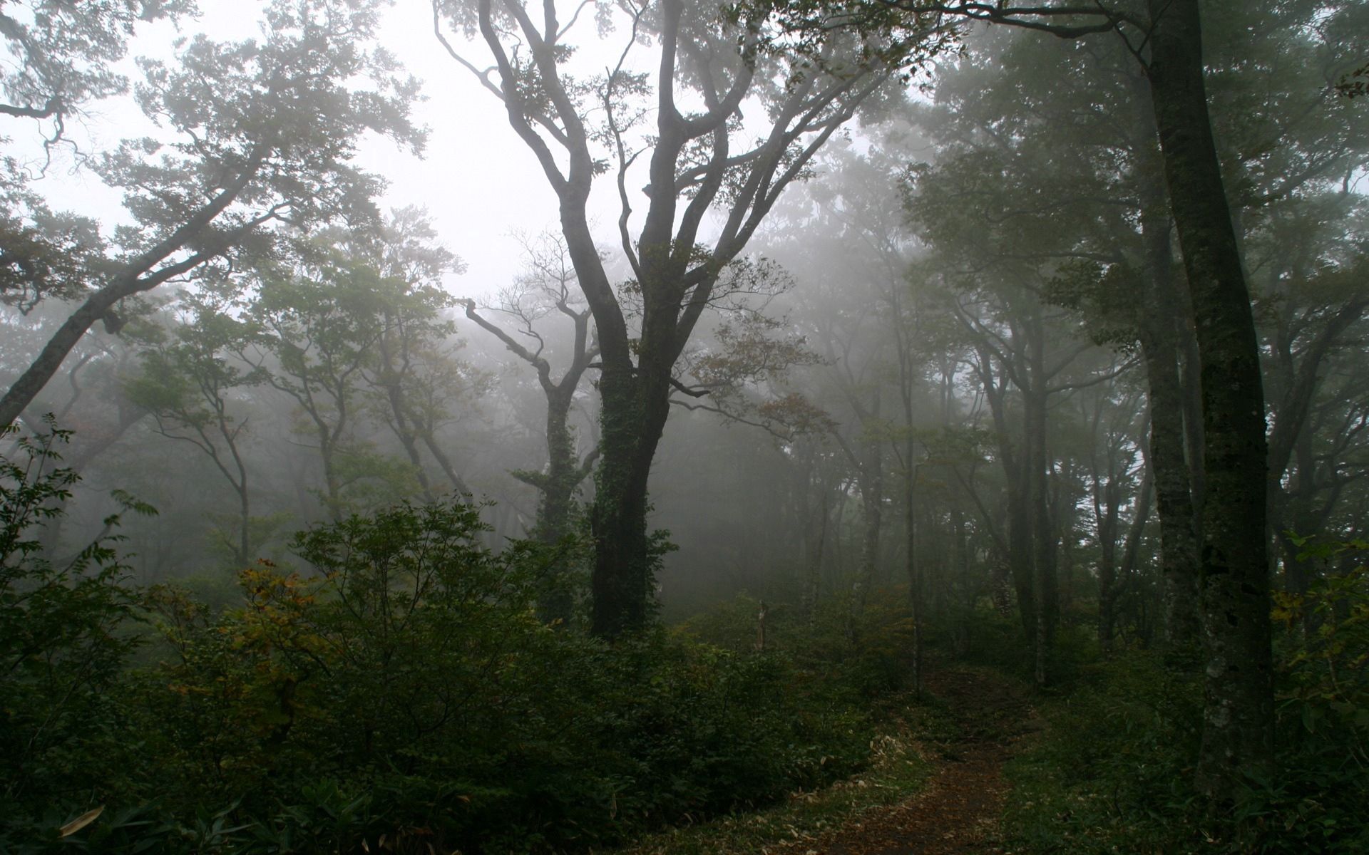mystery, nature, trees, forest, fog, path, morning, trail, haze, secret, mystic, mysticism