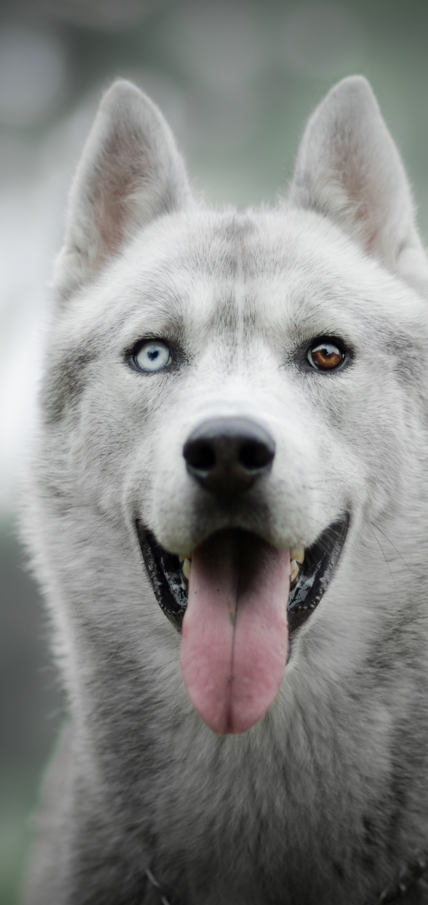 Free download wallpaper Dogs, Dog, Animal, Husky, Depth Of Field on your PC desktop