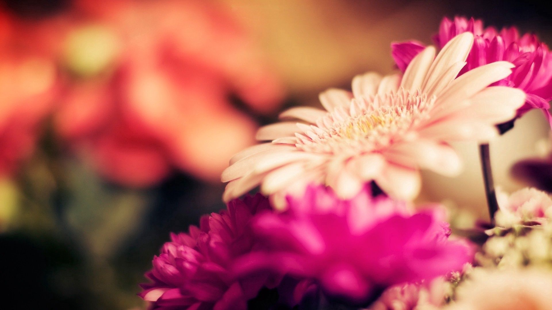 Laden Sie das Blumen, Makro, Blendung, Motley, Strauß, Bouquet, Mehrfarbig-Bild kostenlos auf Ihren PC-Desktop herunter