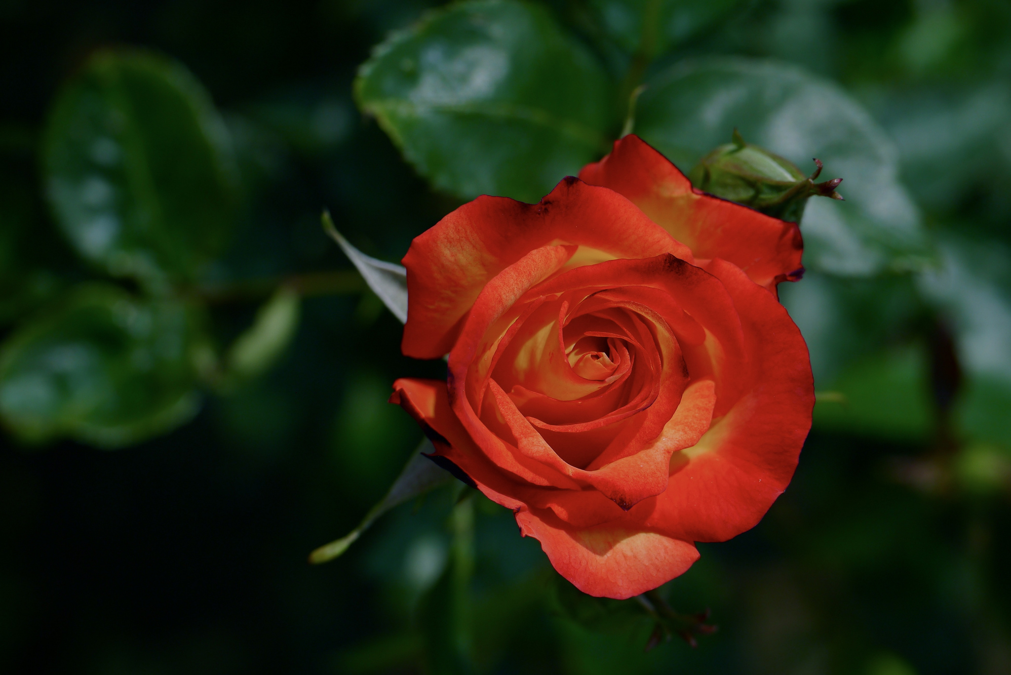 Téléchargez gratuitement l'image Fleurs, Rose, Terre/nature sur le bureau de votre PC