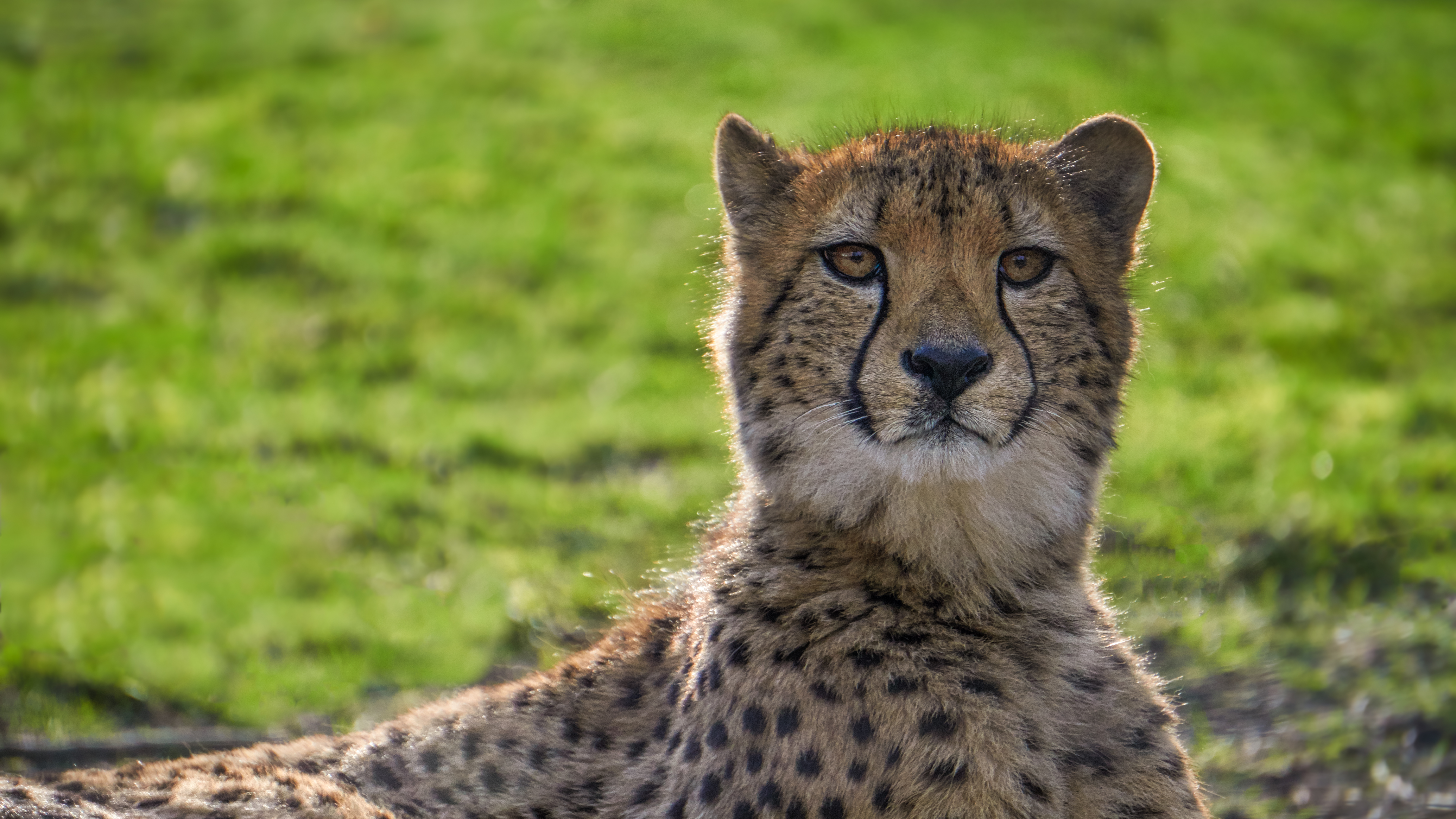 Download mobile wallpaper Muzzle, Animals, Big Cat, Cheetah for free.