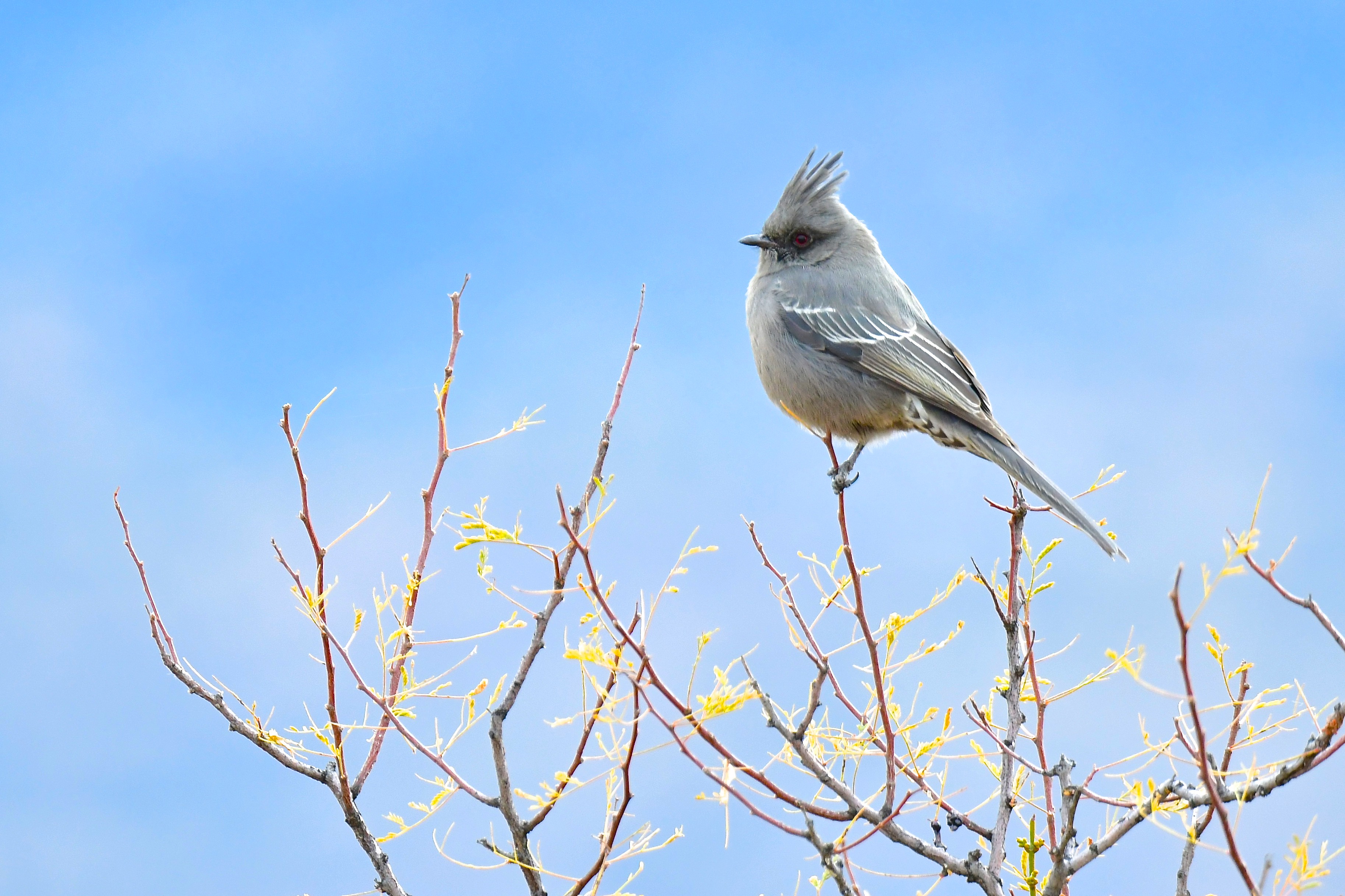 bird, animals, sky, feather, branches Image for desktop