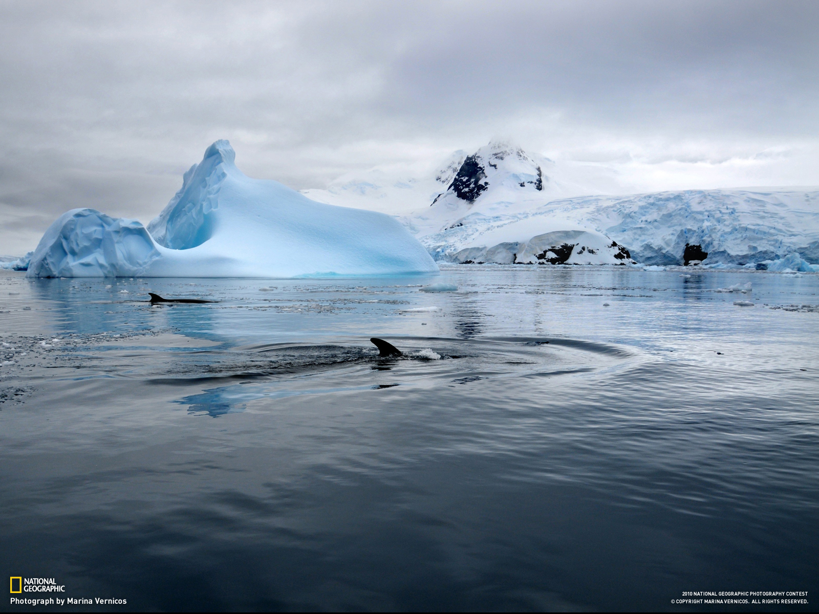 無料モバイル壁紙氷山, 地球, 鯨をダウンロードします。