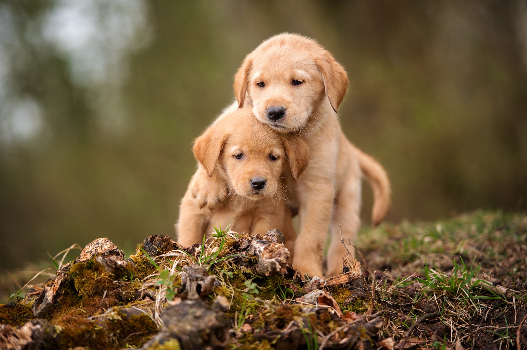 Laden Sie das Tiere, Hunde, Hund, Welpen, Golden Retriever, Tierbaby-Bild kostenlos auf Ihren PC-Desktop herunter