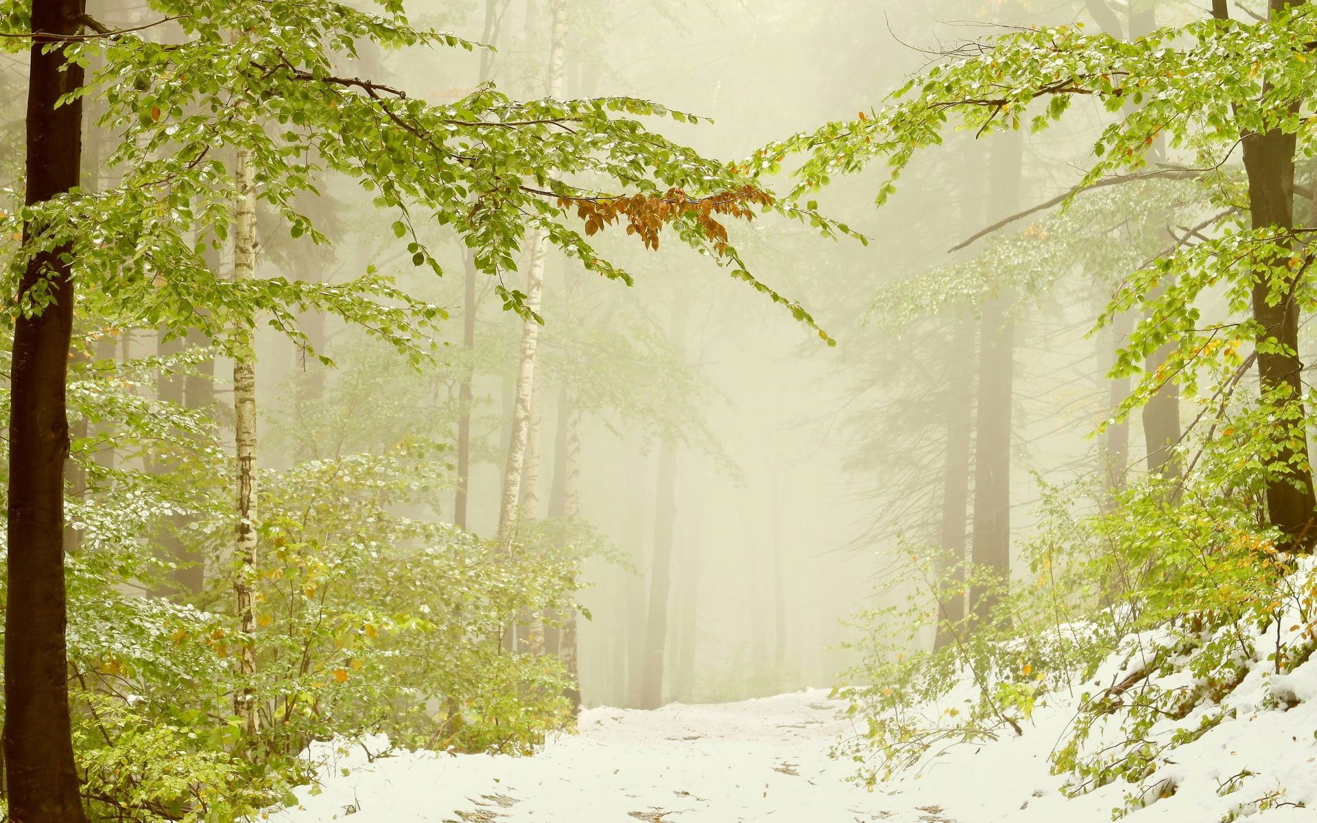 Free download wallpaper Winter, Nature, Snow, Forest, Tree, Fog, Earth on your PC desktop