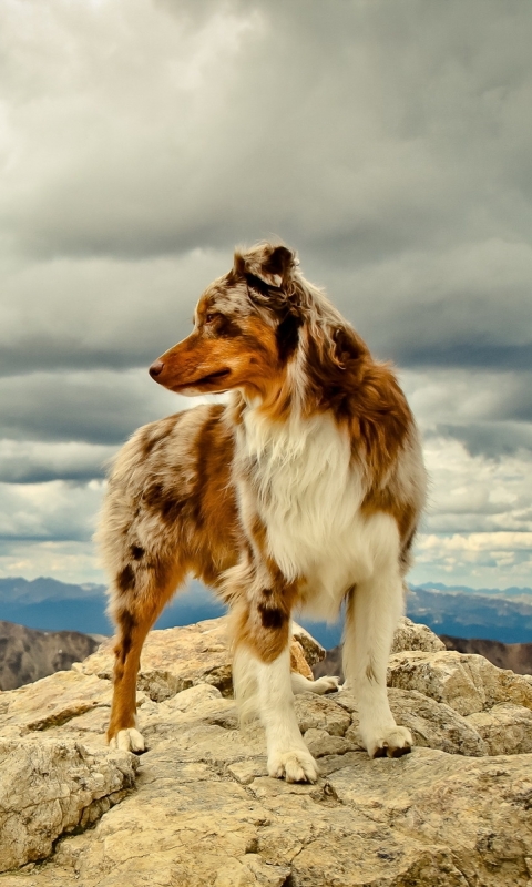 Handy-Wallpaper Tiere, Hunde, Berg, Hund, Nahansicht, Gebirge, Australischer Hirte kostenlos herunterladen.