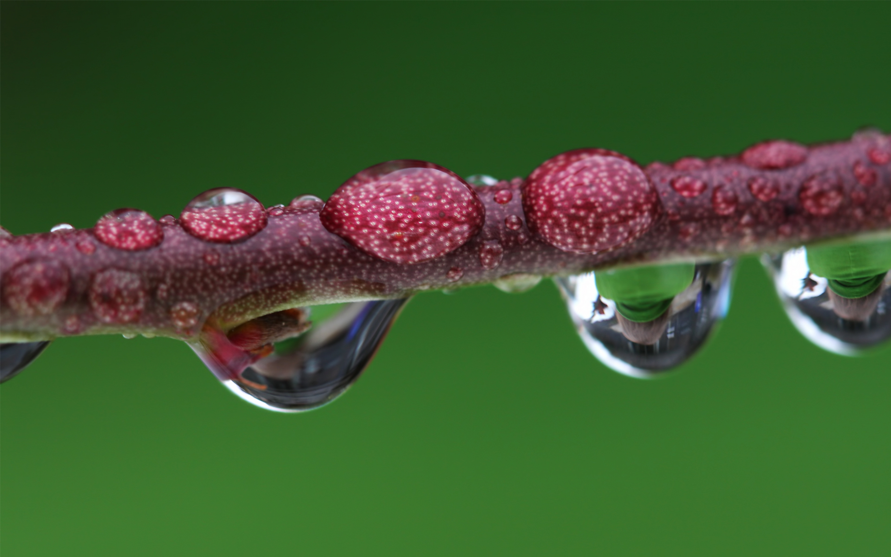 Free download wallpaper Branch, Earth, Water Drop on your PC desktop