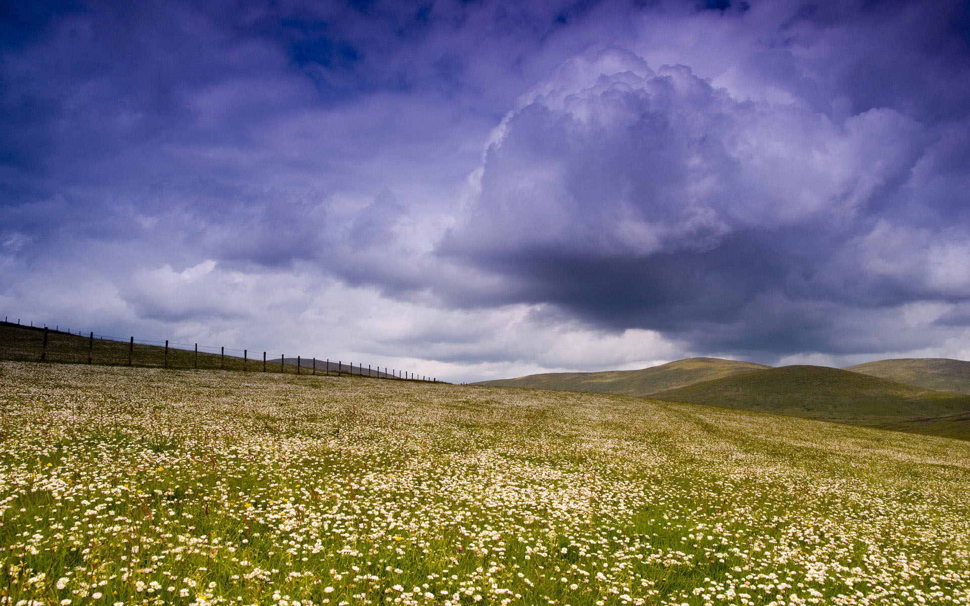 Download mobile wallpaper Field, Grass, Flower, Earth, Sky, Landscape for free.