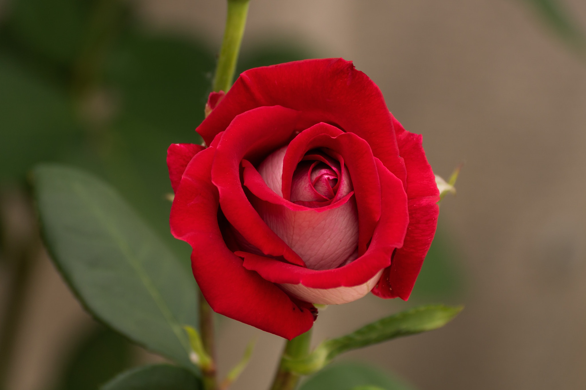 Téléchargez gratuitement l'image Fleurs, Rose, Terre/nature sur le bureau de votre PC