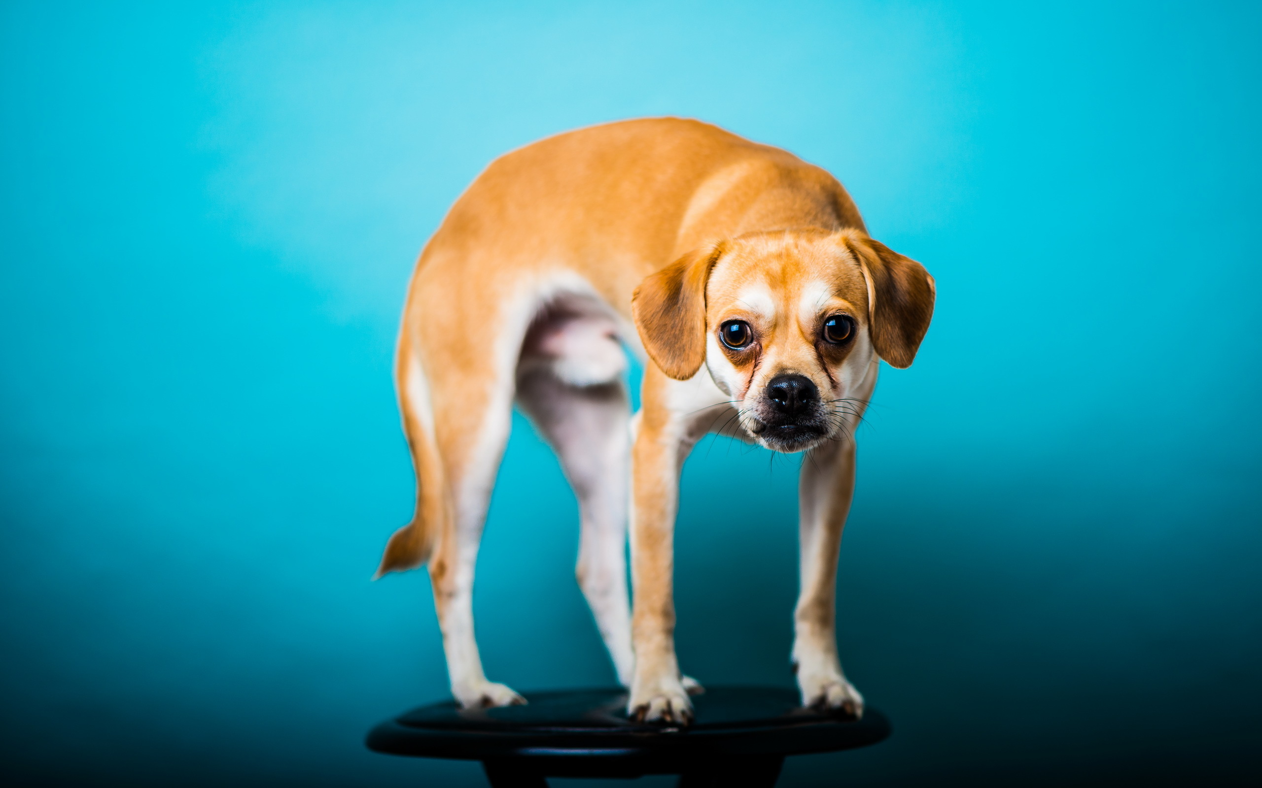 Baixe gratuitamente a imagem Animais, Cães, Cão na área de trabalho do seu PC