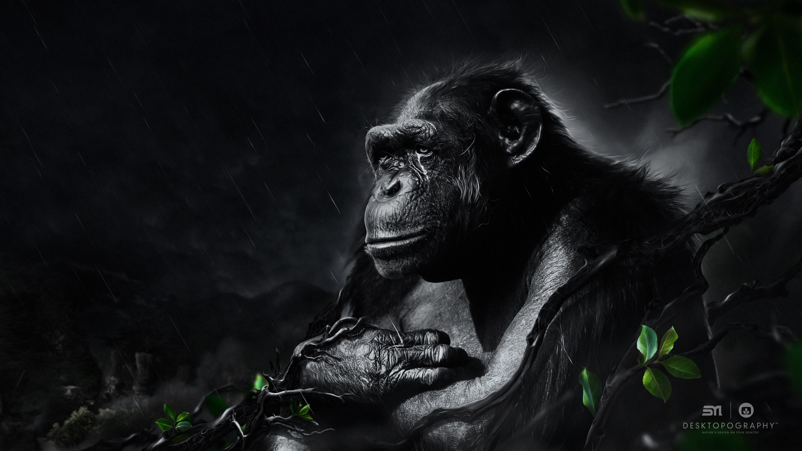Завантажити шпалери безкоштовно Мавпи, Тварина, Шимпанзе картинка на робочий стіл ПК