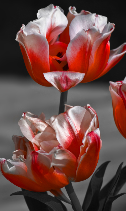 Download mobile wallpaper Tulip, Flowers, Earth for free.