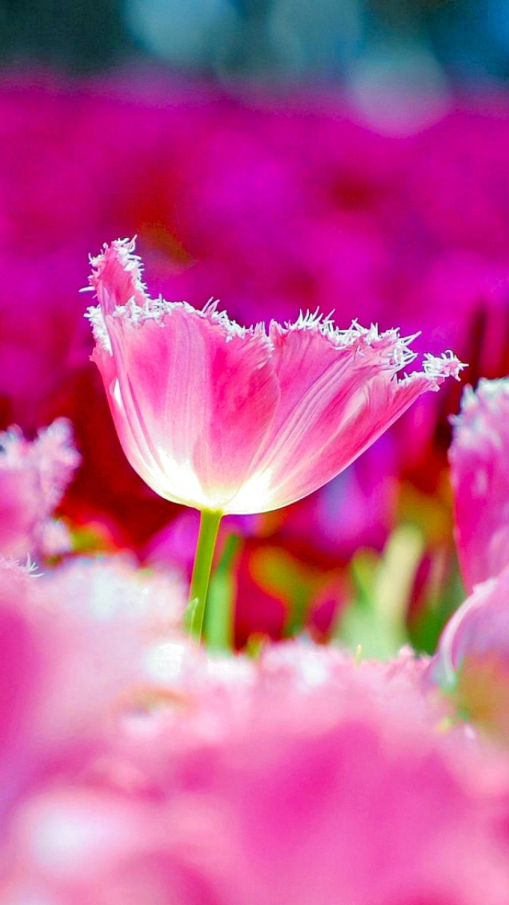 Скачати мобільні шпалери Природа, Квітка, Земля, Барвистий, Весна, Тюльпан, Рожева Квітка, Флауерзи безкоштовно.