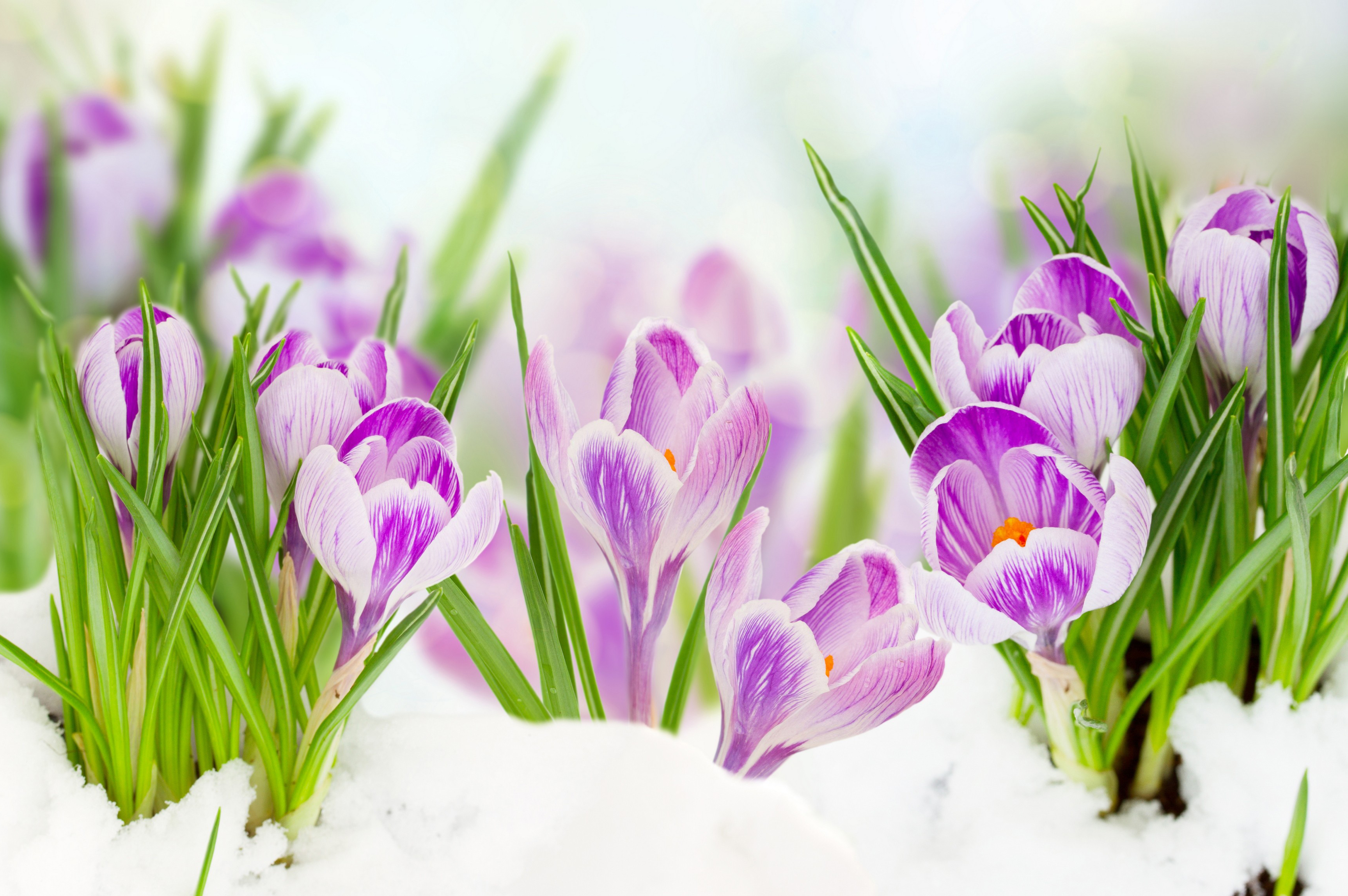 Download mobile wallpaper Flowers, Snow, Flower, Close Up, Earth, Crocus, Purple Flower for free.