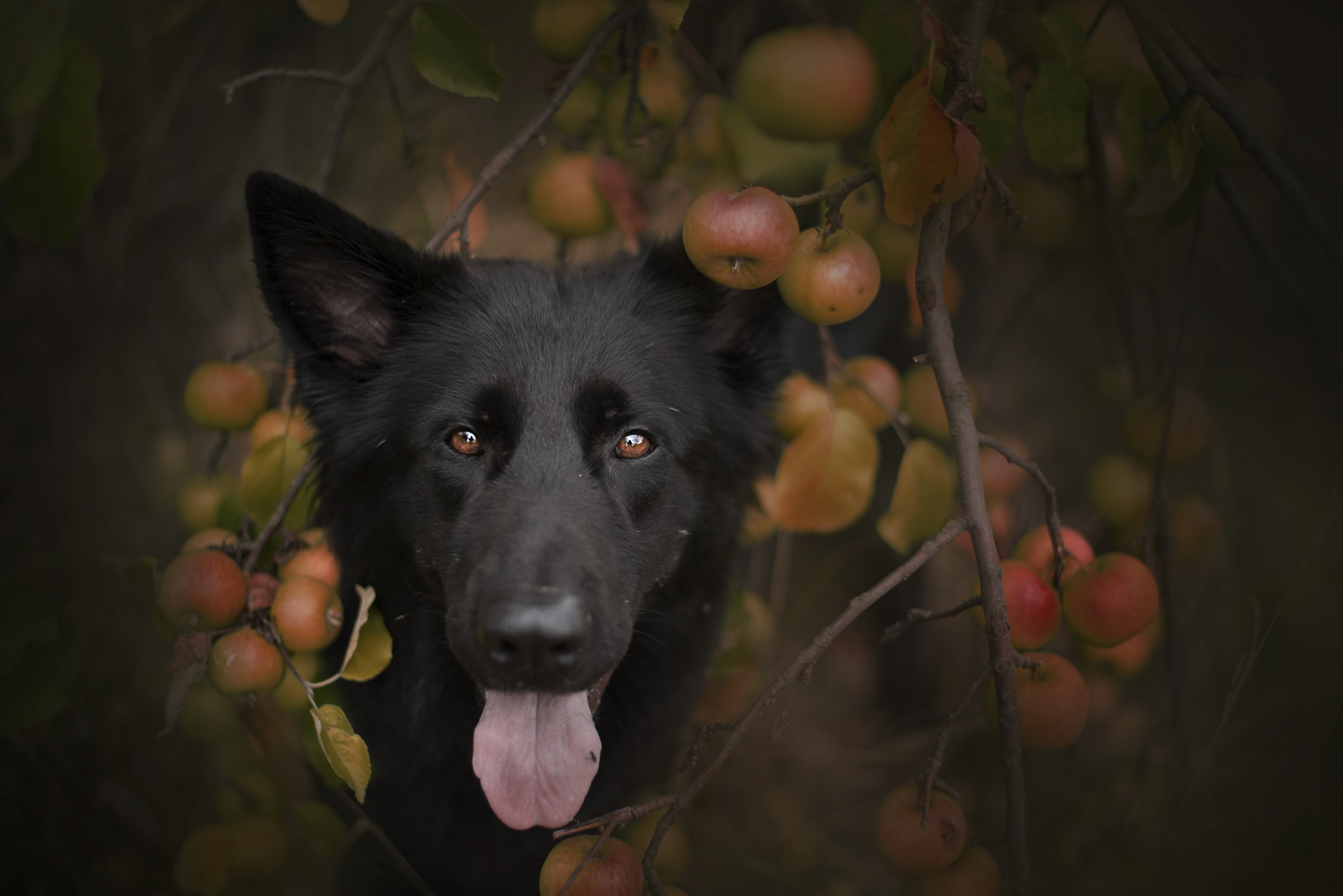 Handy-Wallpaper Tiere, Hunde, Hund kostenlos herunterladen.