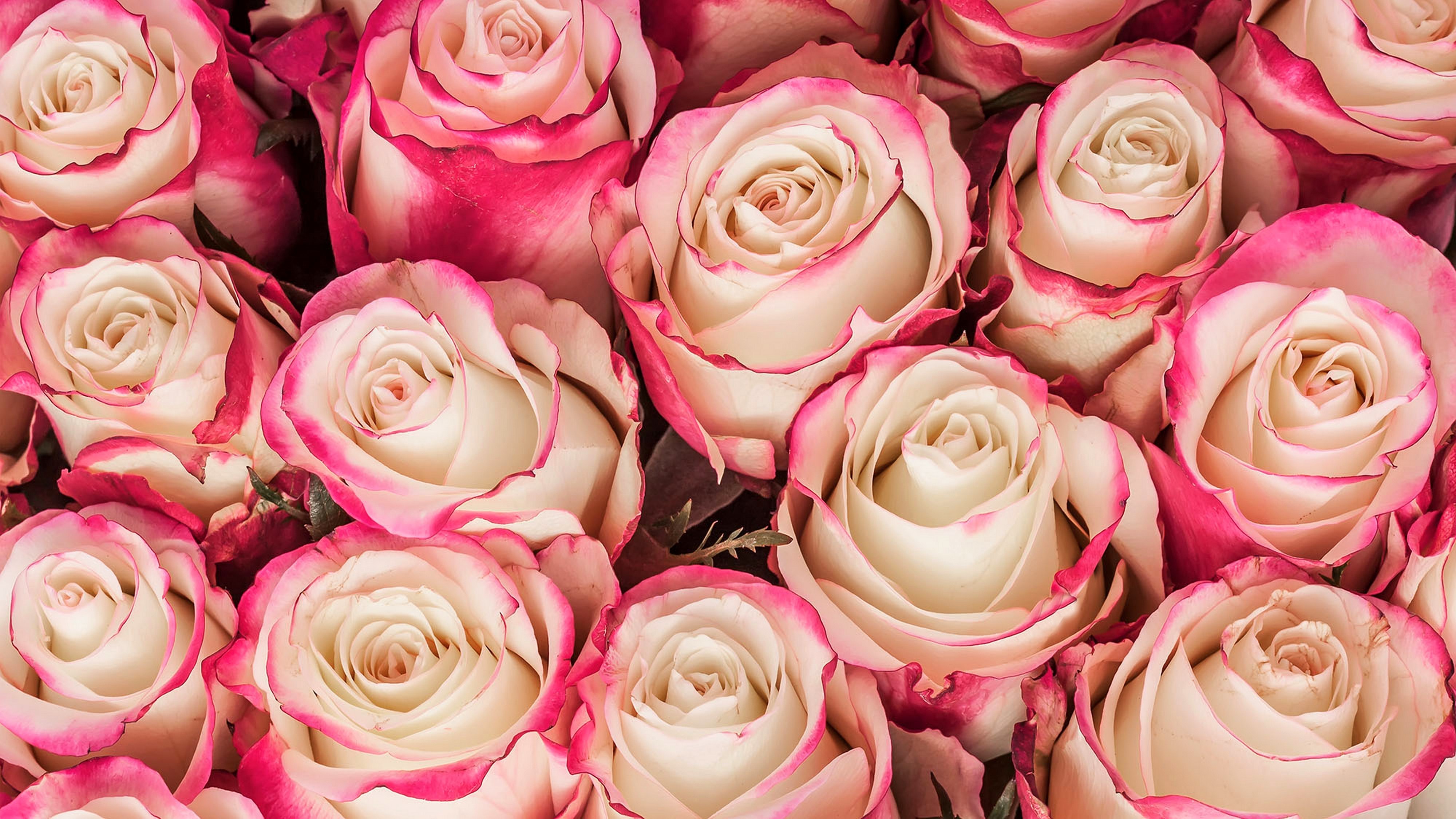 Download mobile wallpaper Flowers, Flower, Rose, Close Up, Earth, Pink Flower for free.