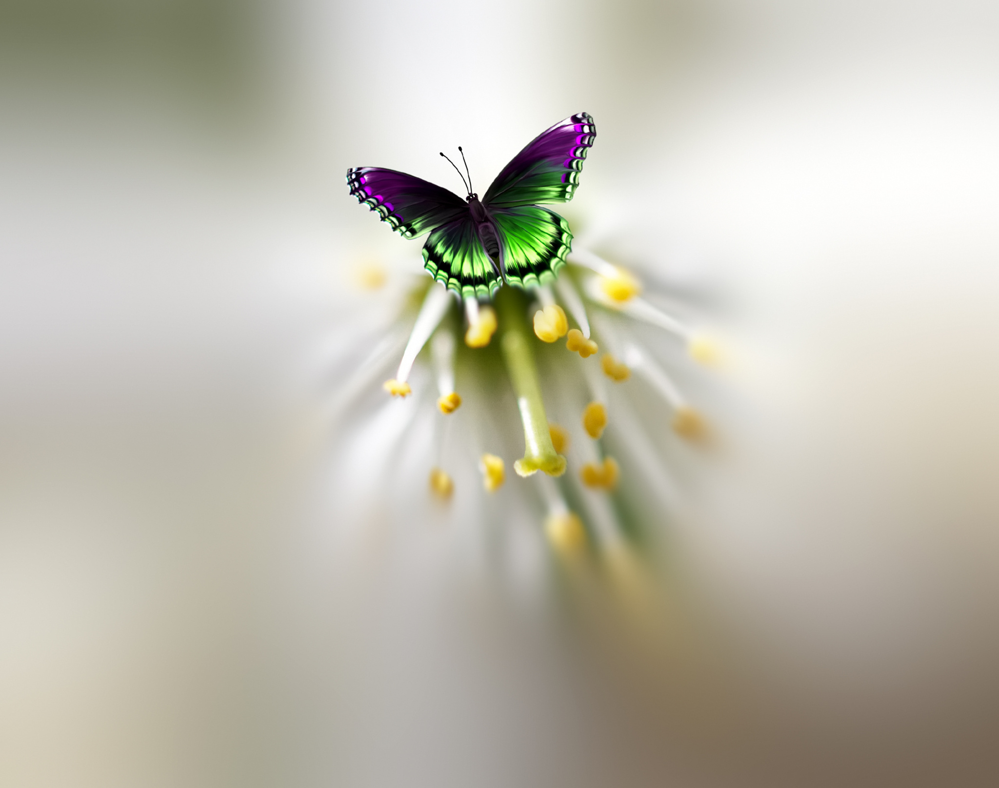 Free download wallpaper Flower, Butterfly, Purple, Colorful, Artistic on your PC desktop