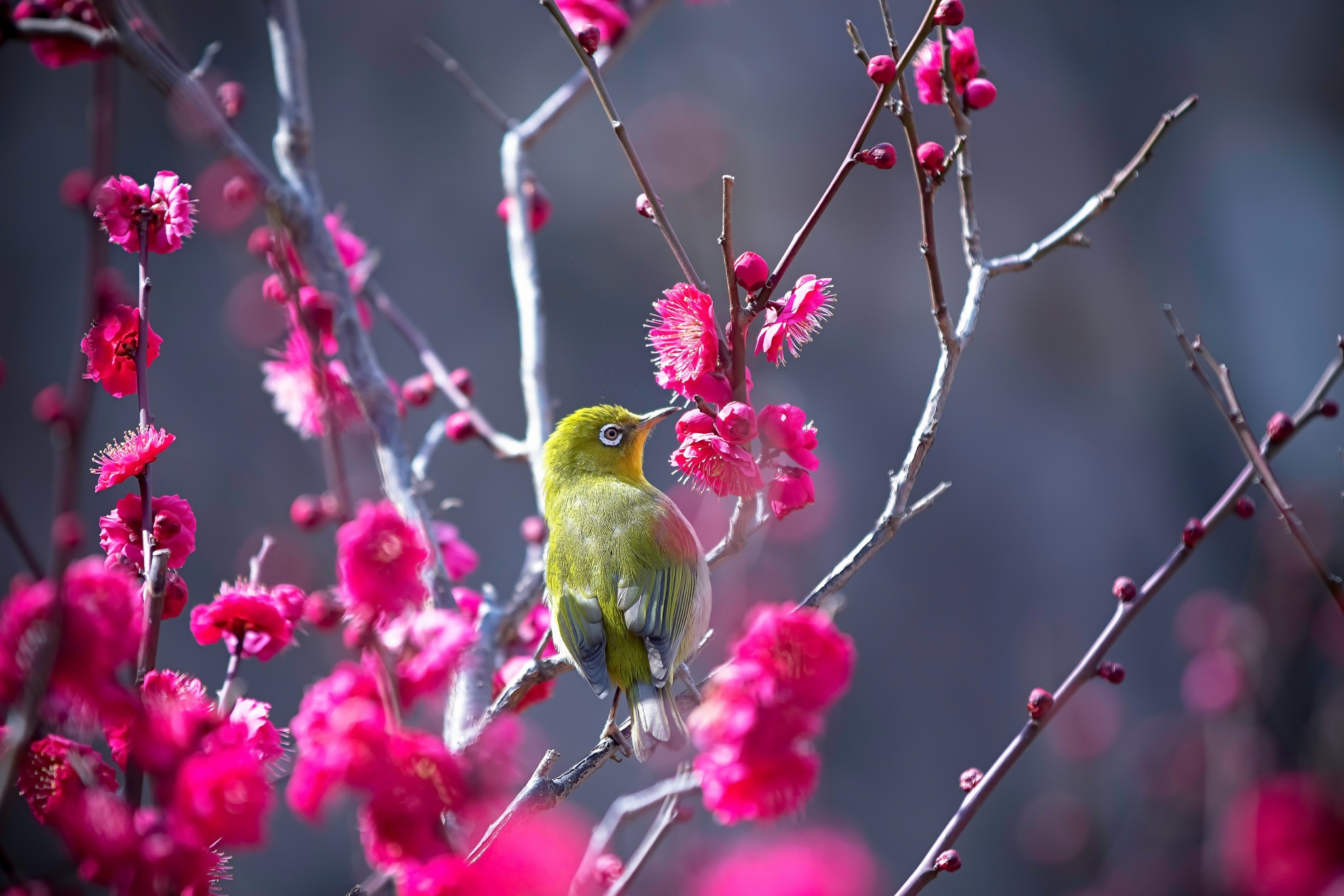 animal, japanese white eye, bird, pink flower, birds